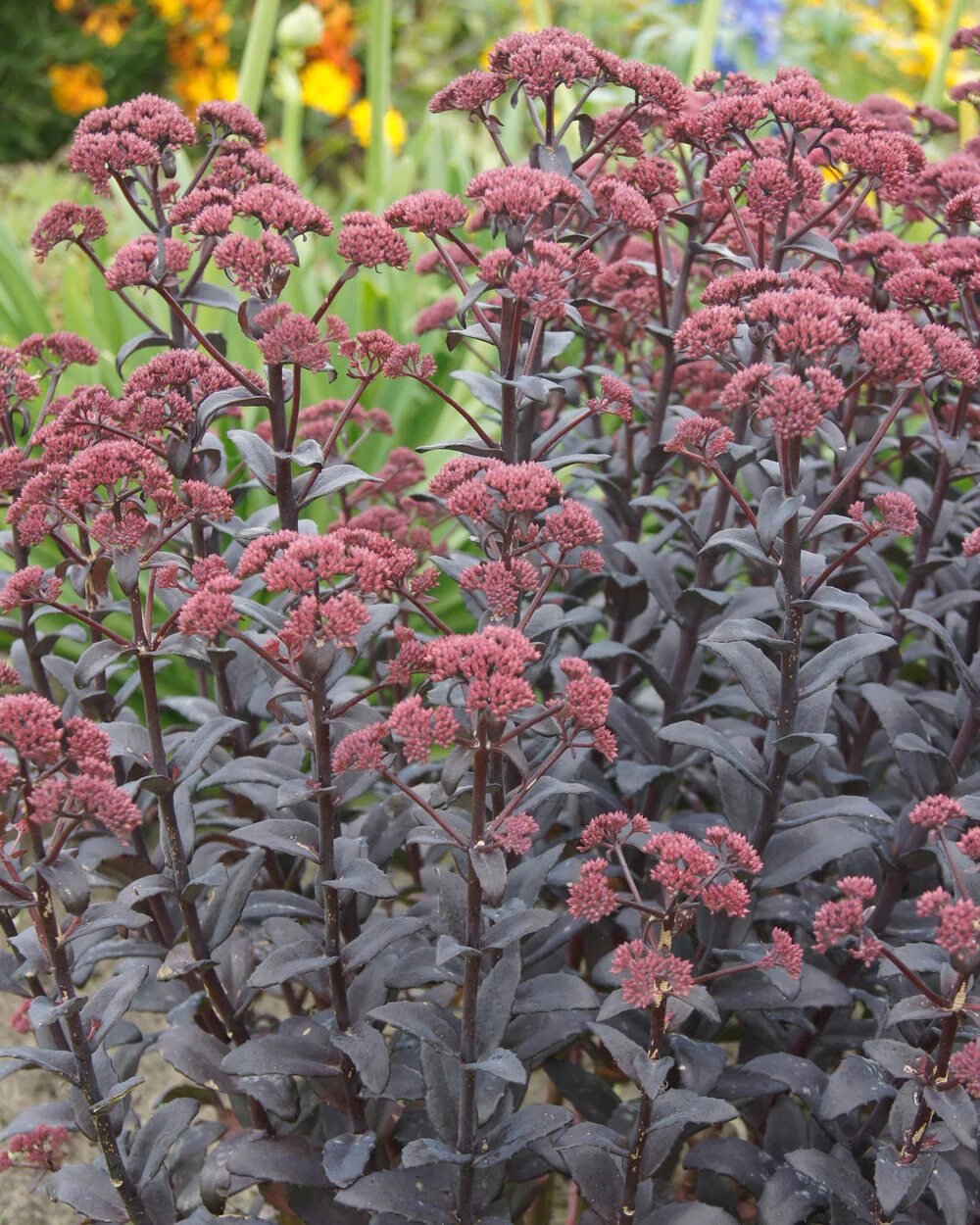 Sedum 'José Aubergine' - Image 5