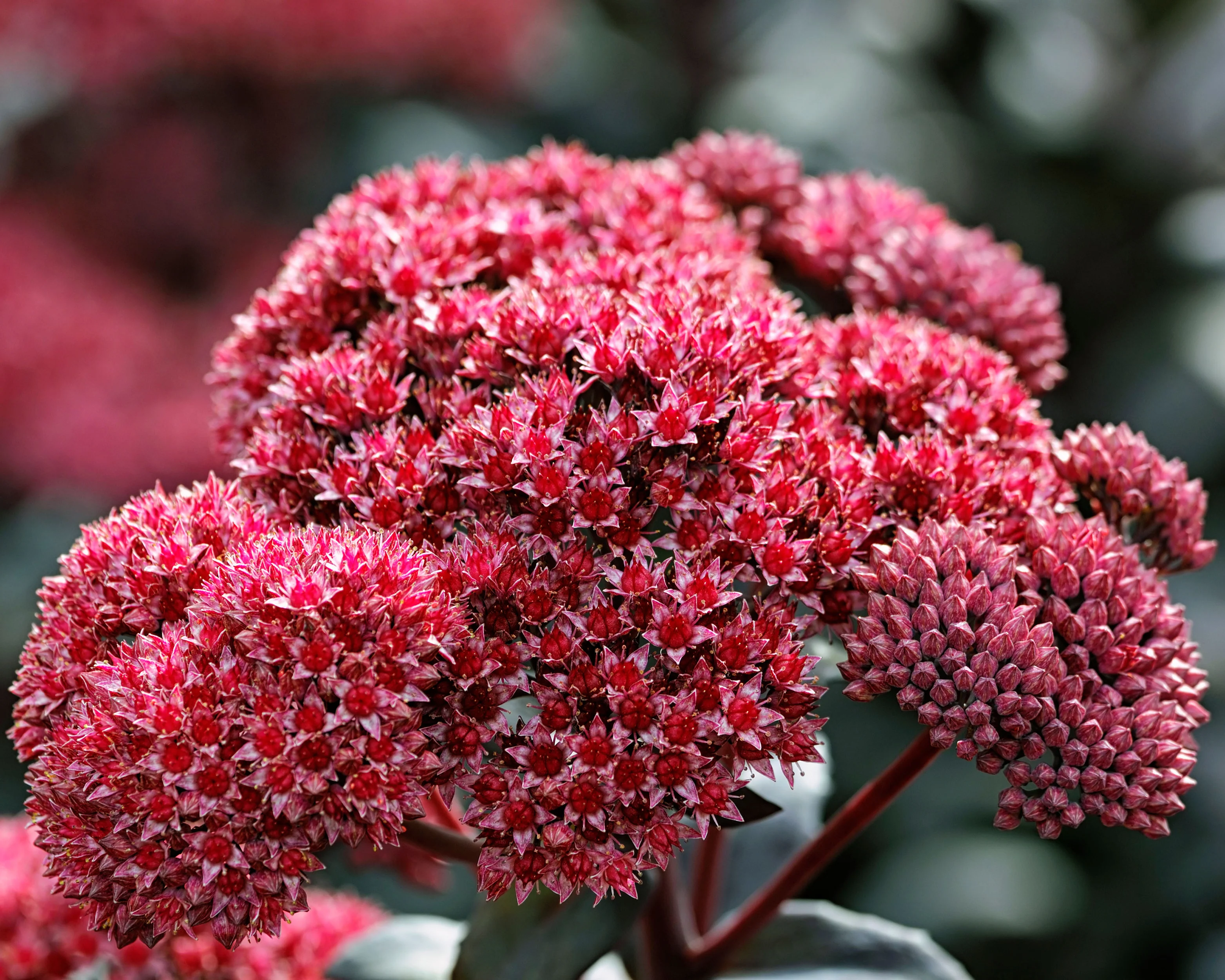 Sedum 'José Aubergine' - Image 8