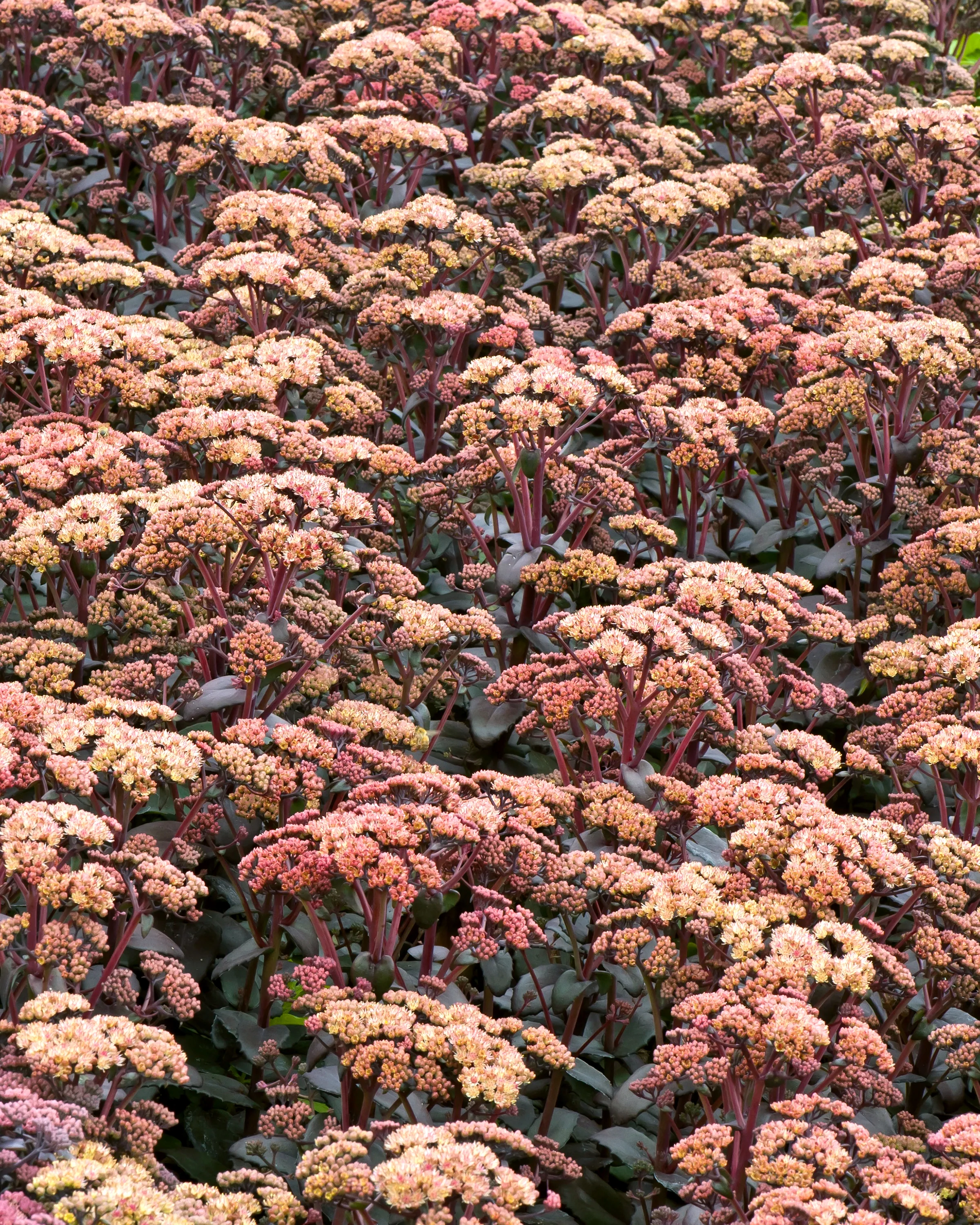 Sedum 'Orange Xenox' - Image 2
