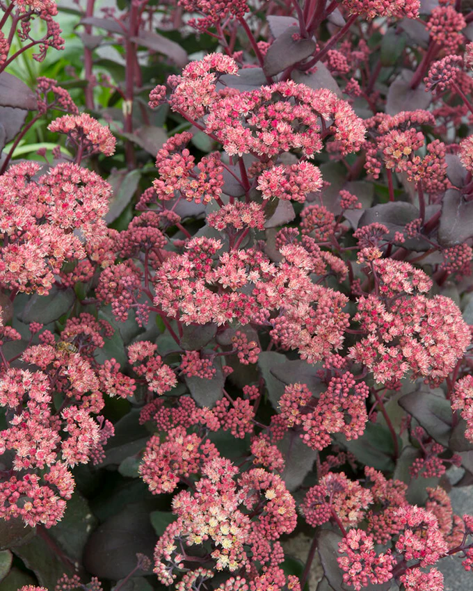Sedum 'Orange Xenox' - Image 3