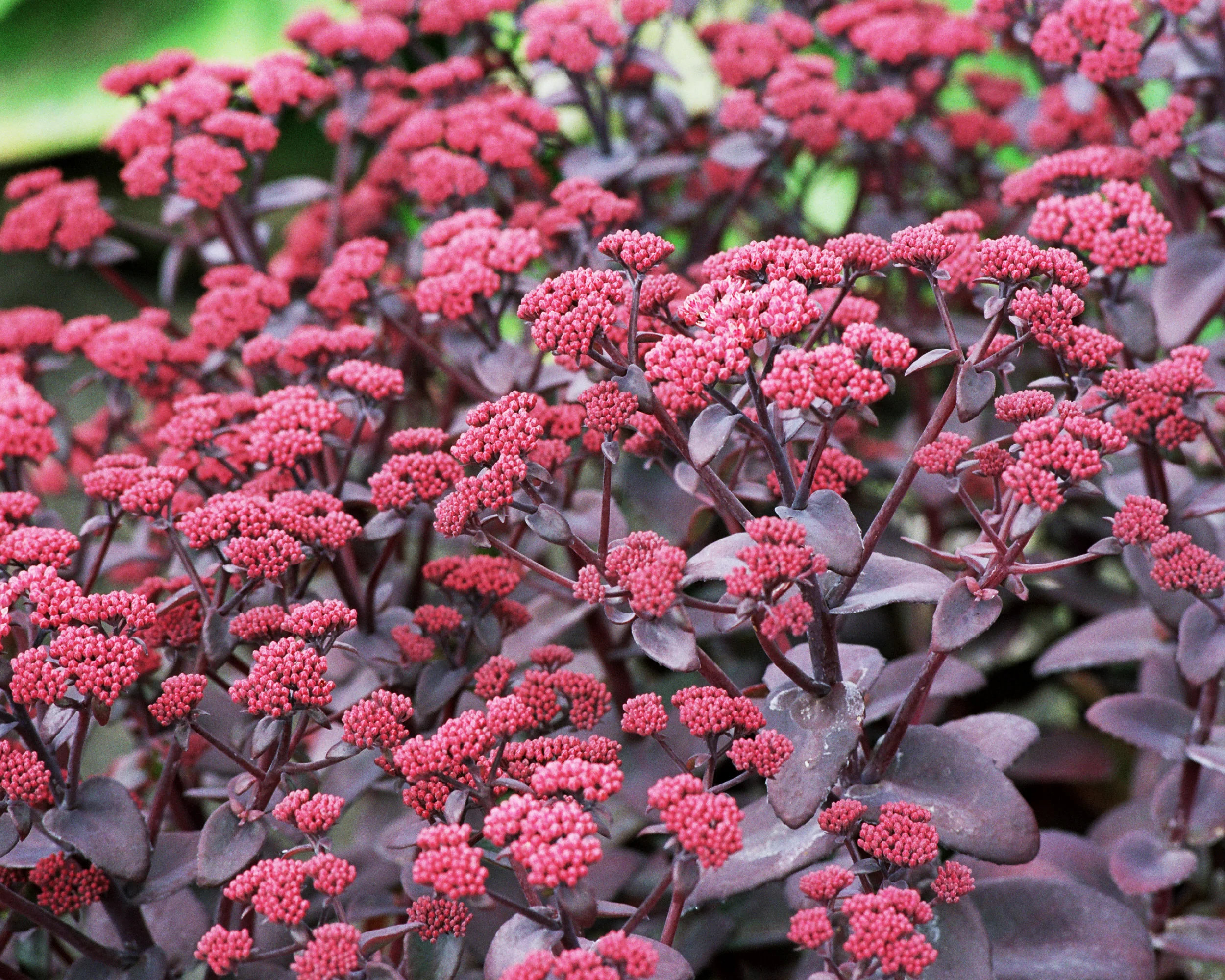 Sedum 'Xenox' - Image 3