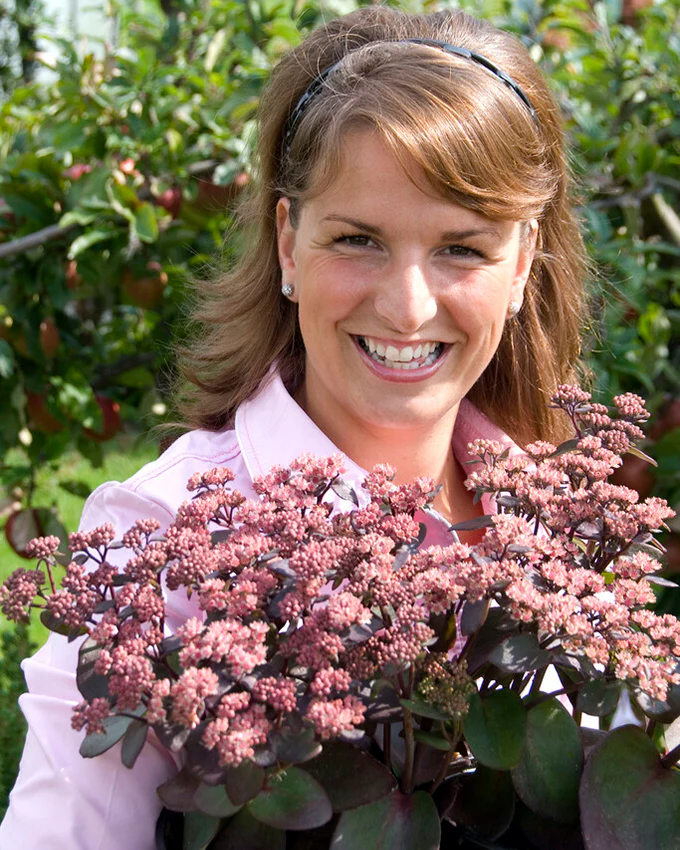 Sedum 'Xenox' - Image 4