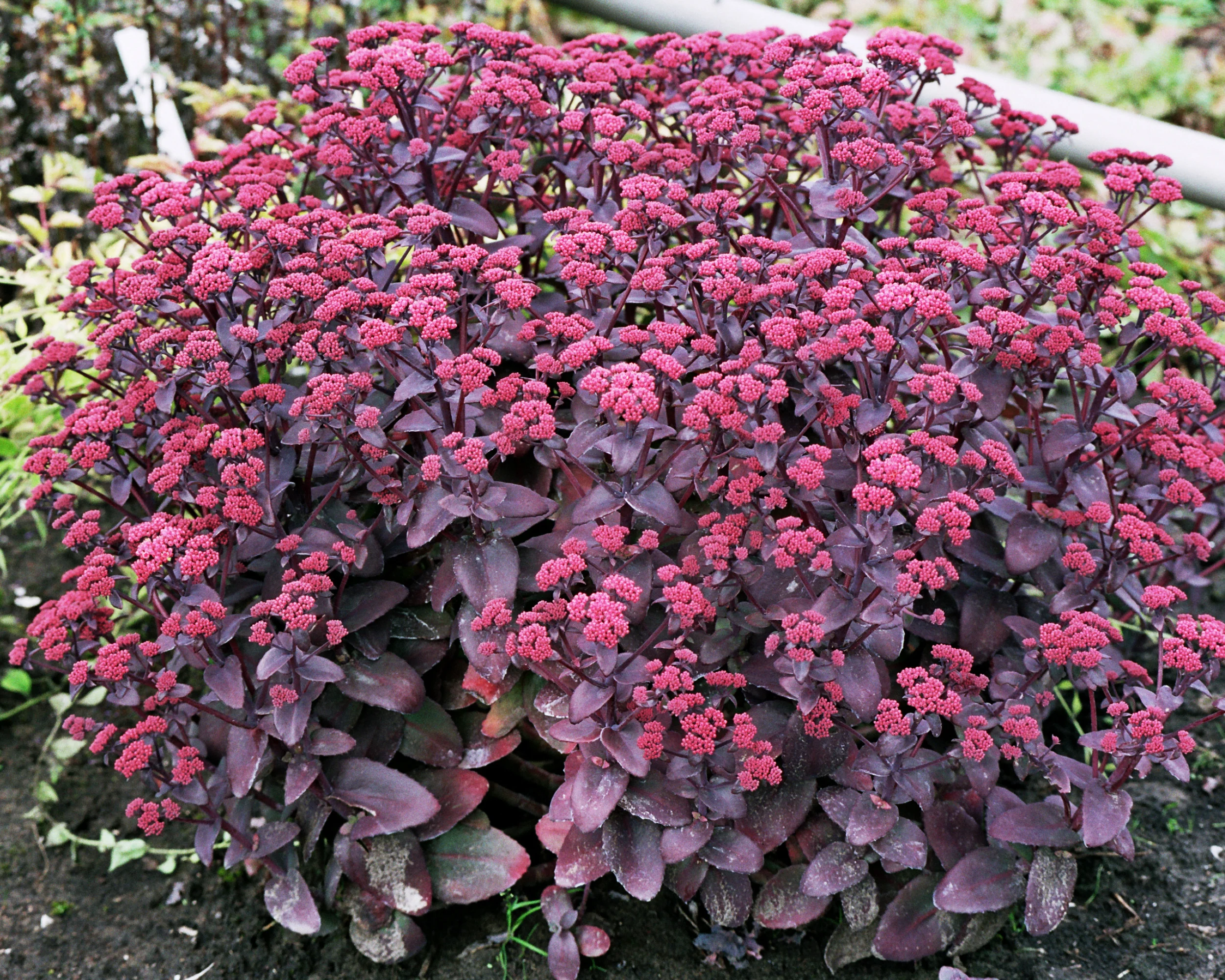 Sedum 'Xenox' - Image 5