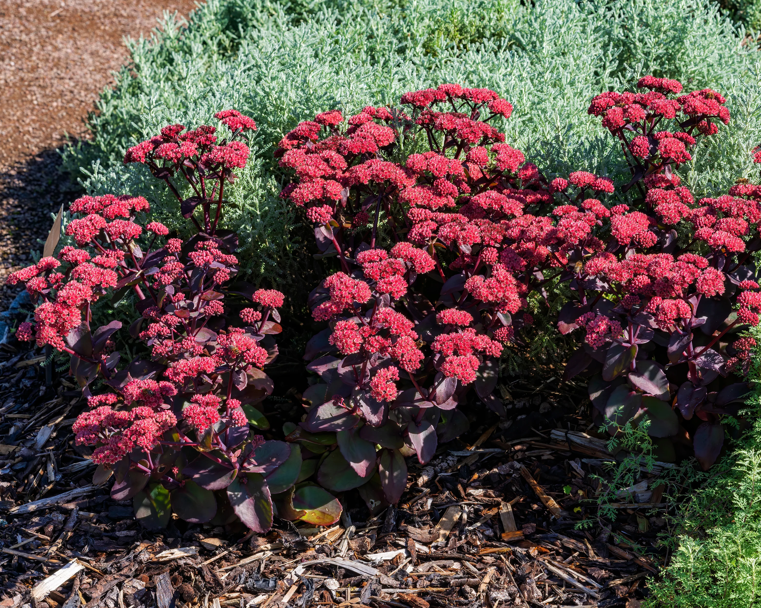 Sedum 'Xenox' - Image 6
