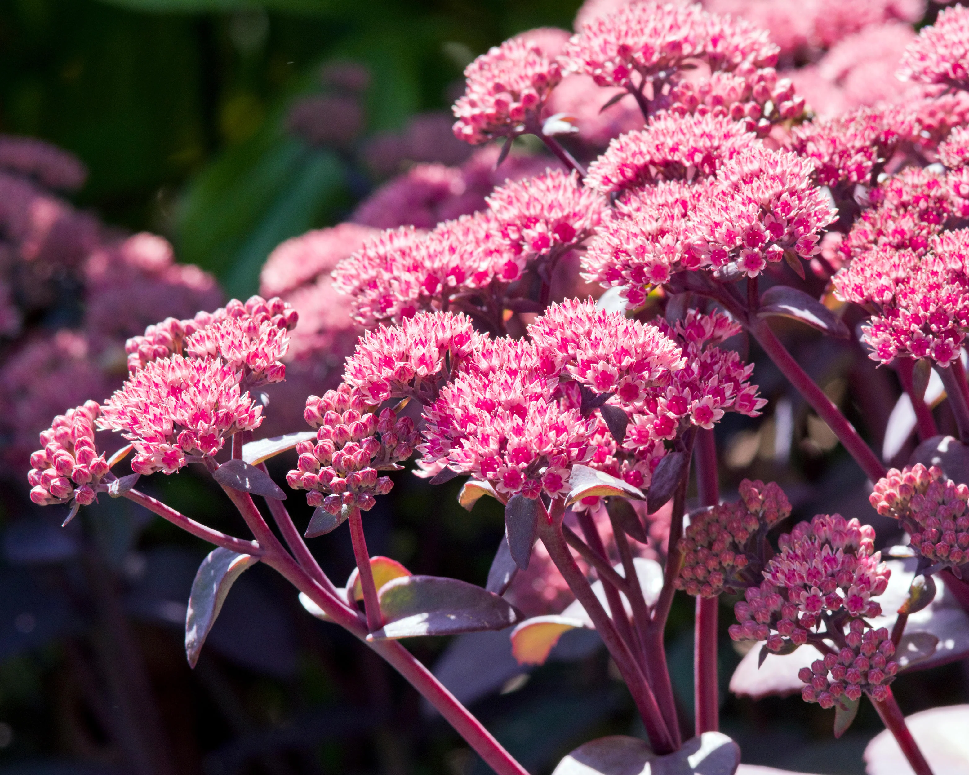 Sedum 'Xenox' - Image 7