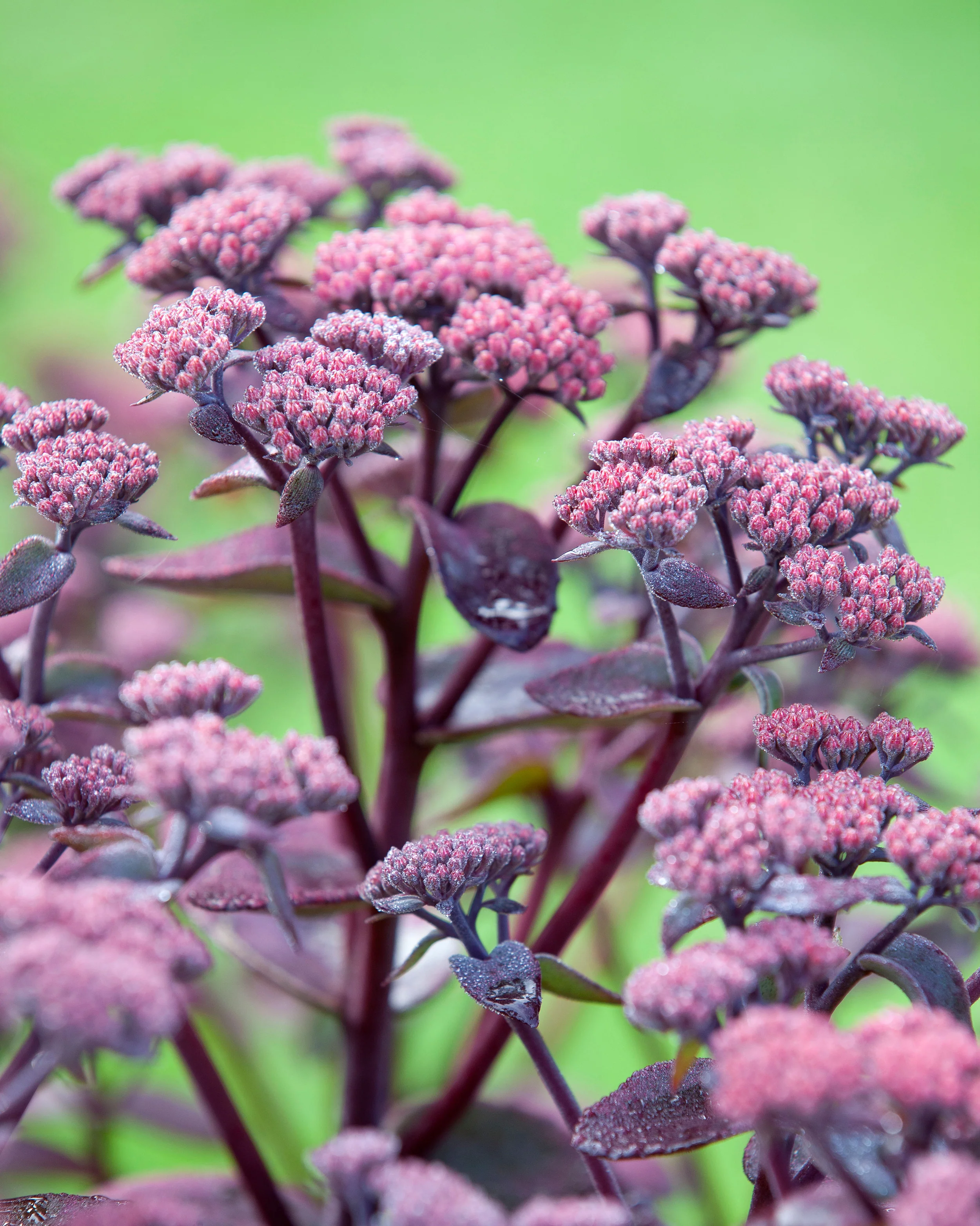 Sedum 'Xenox' - Image 9