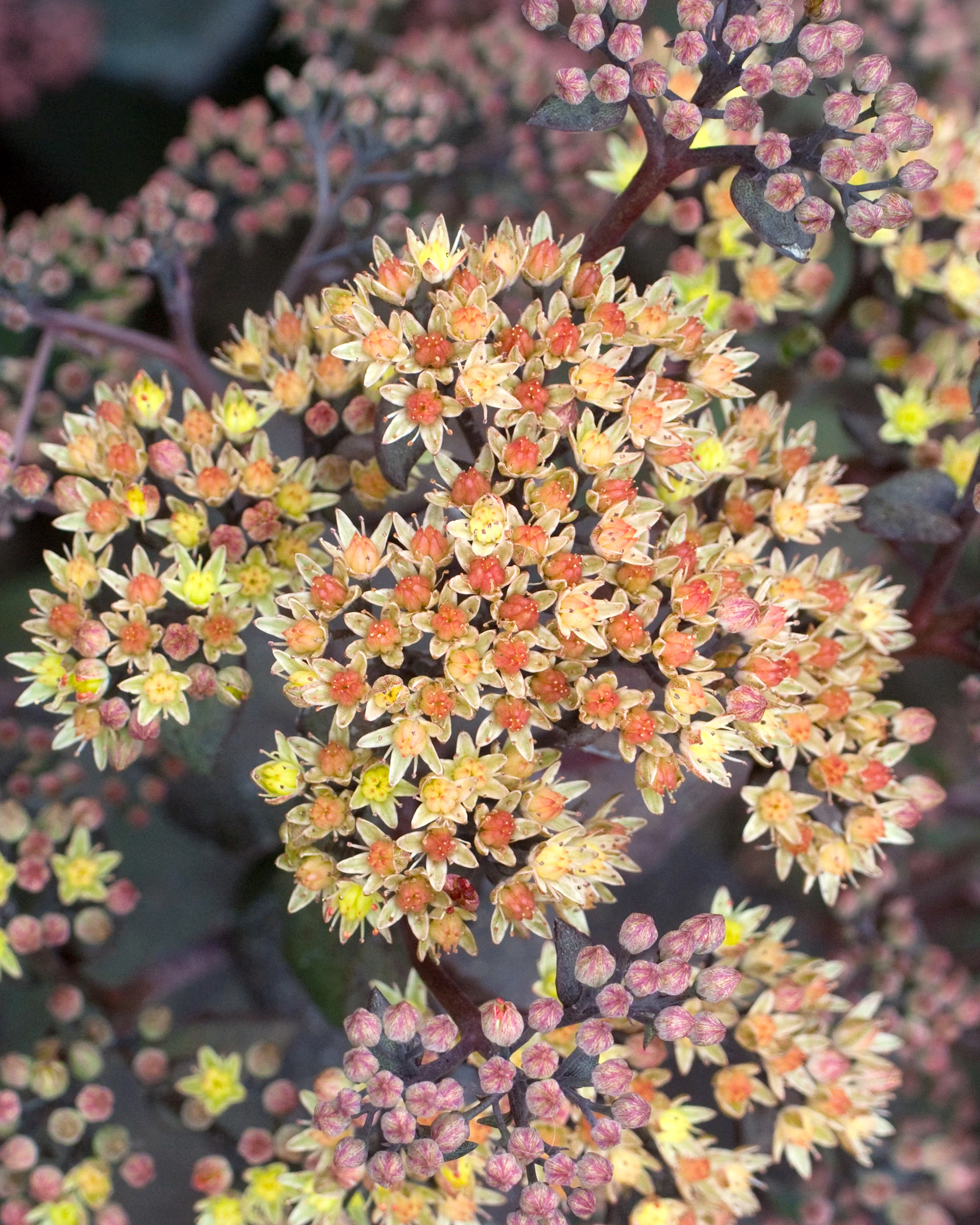 Sedum 'Yellow Xenox' - Image 2