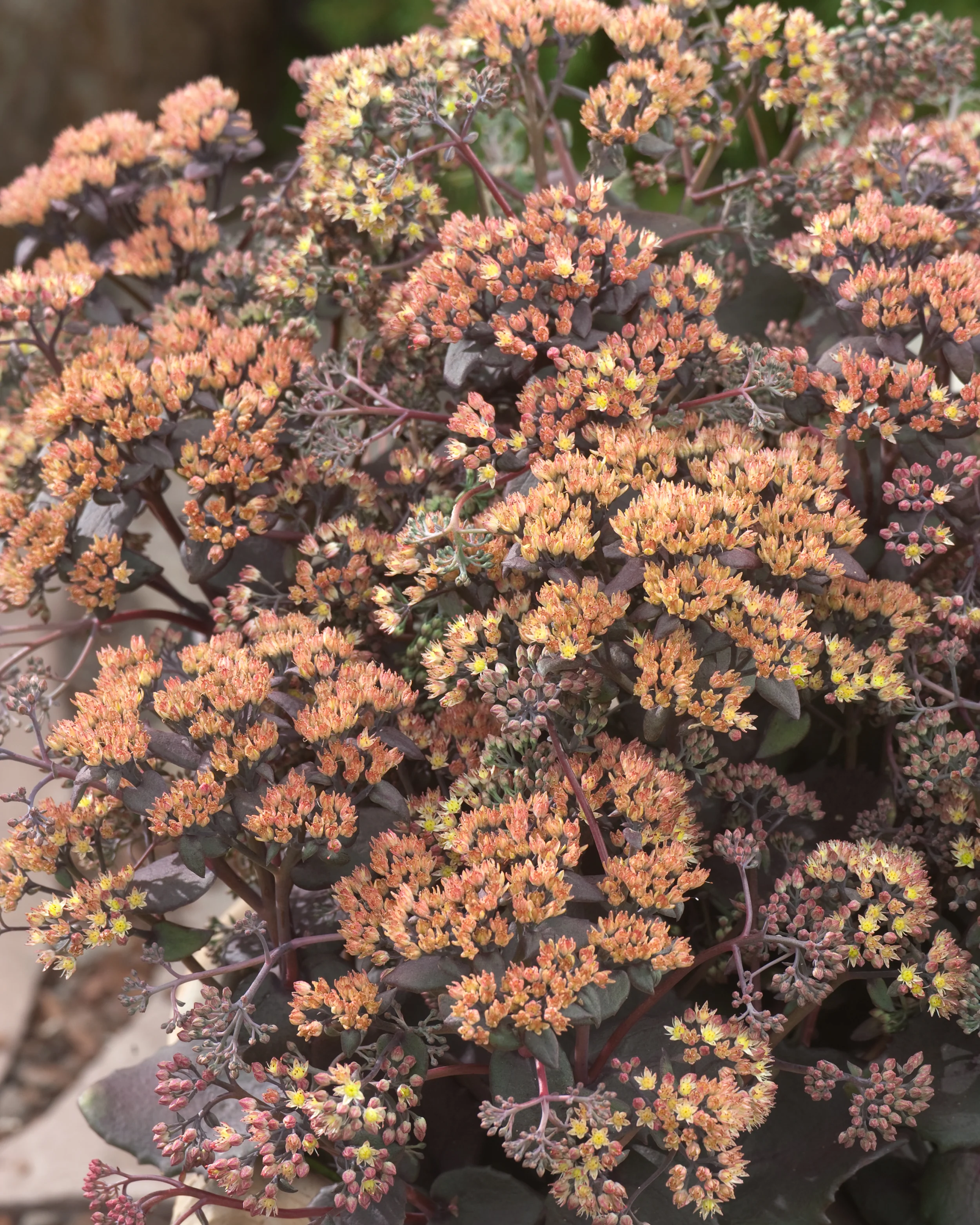 Sedum 'Yellow Xenox' - Image 3