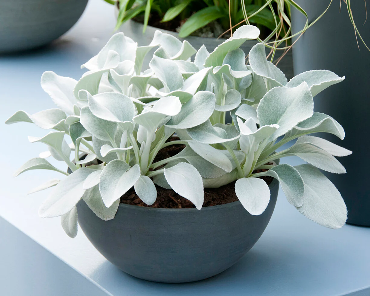 Senecio 'Angel Wings' - Image 15
