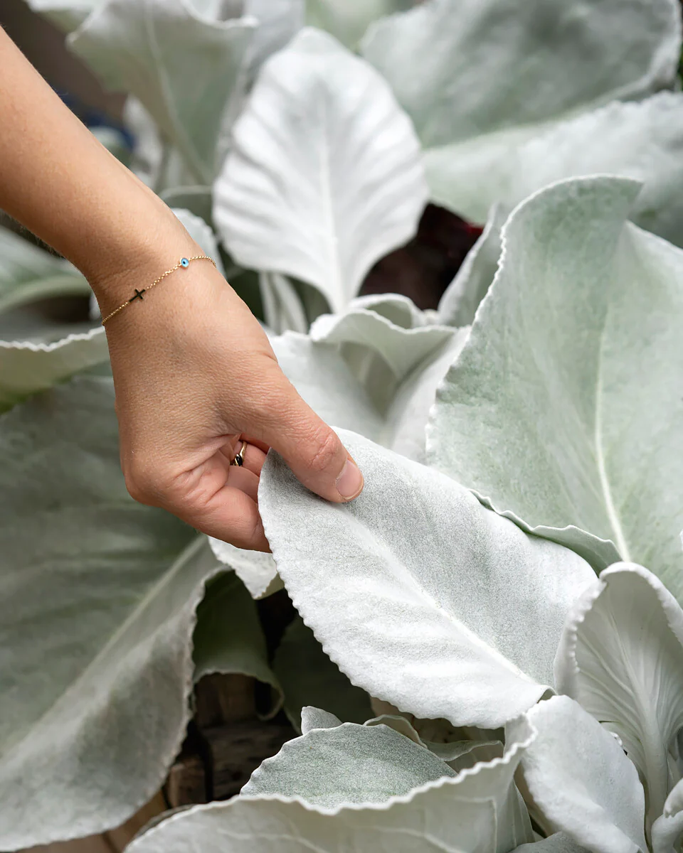 Senecio 'Angel Wings' - Image 3