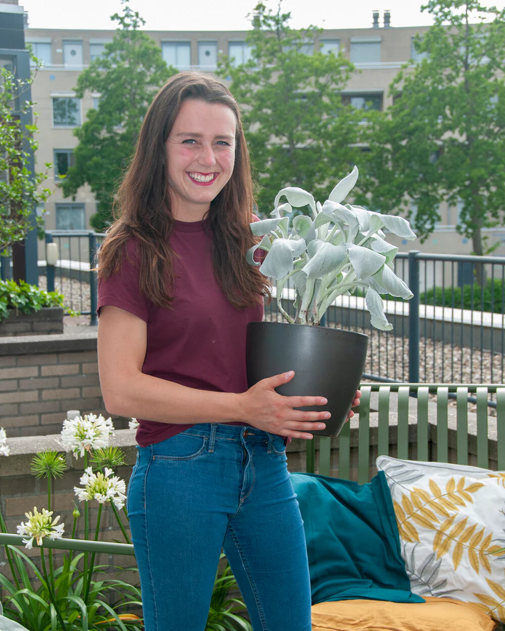 Senecio 'Angel Wings' - Image 4