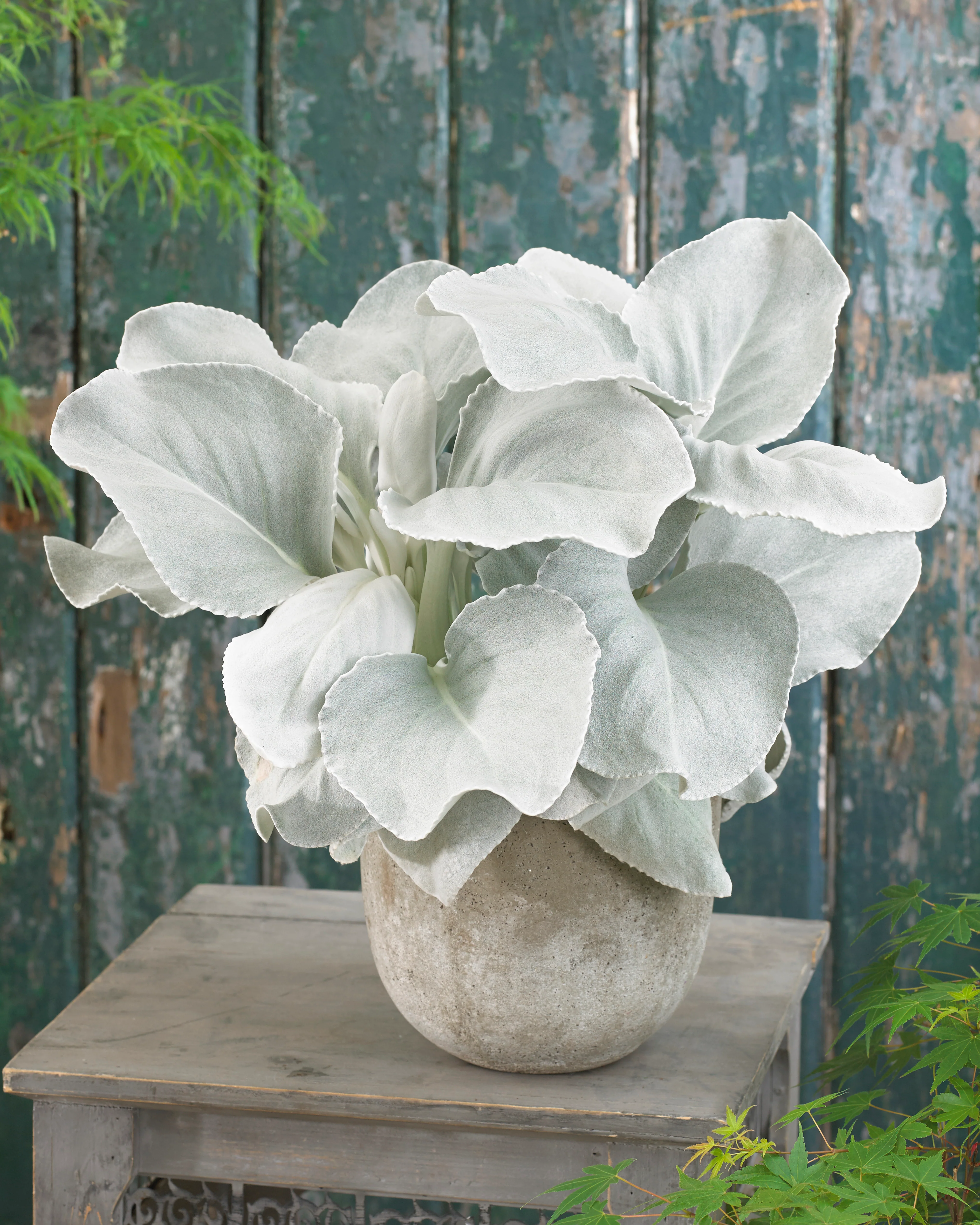 Senecio 'Angel Wings' - Image 6