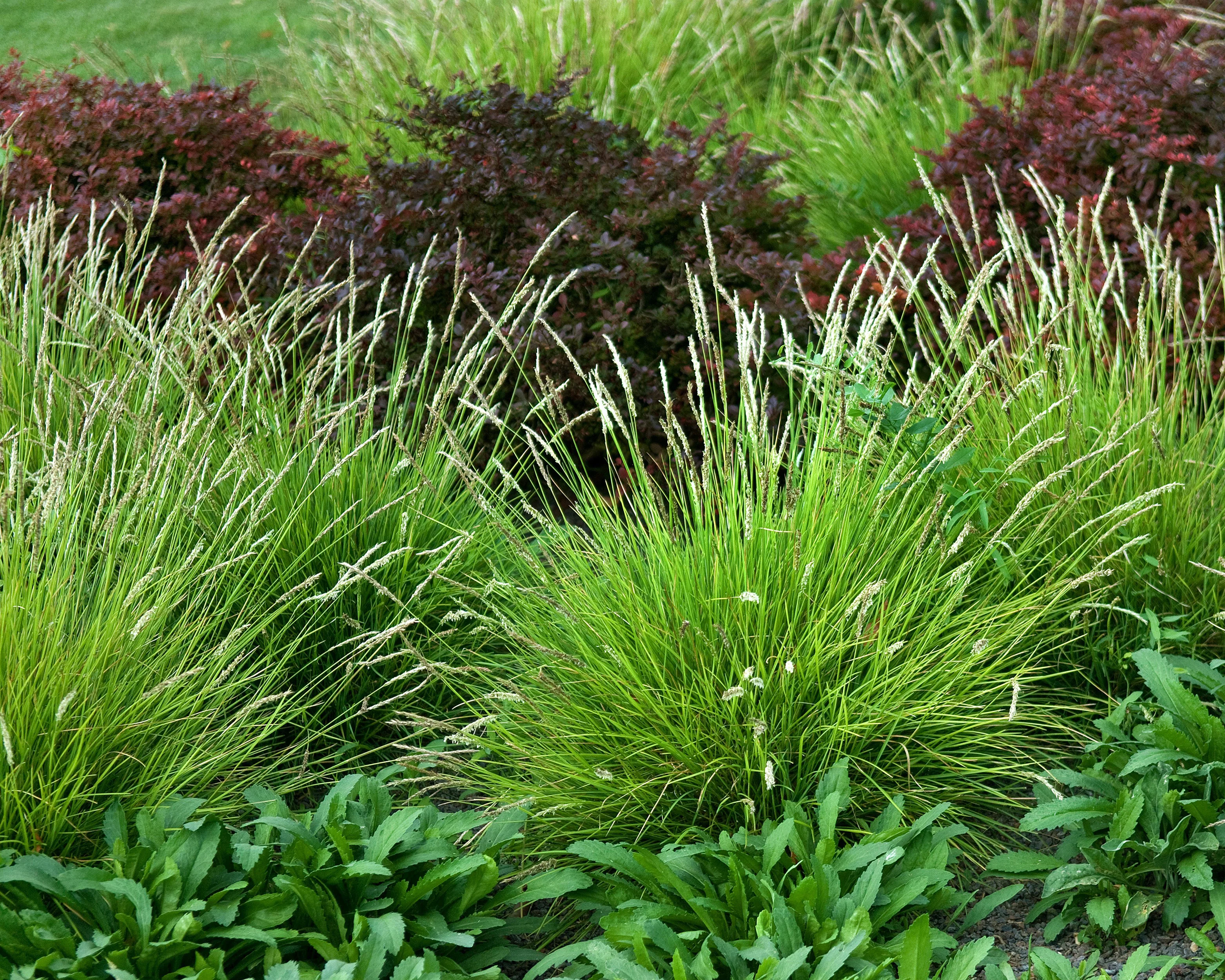 Sesleria autumnalis - Image 10