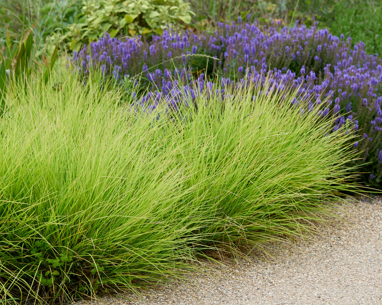 Sesleria autumnalis - Image 2