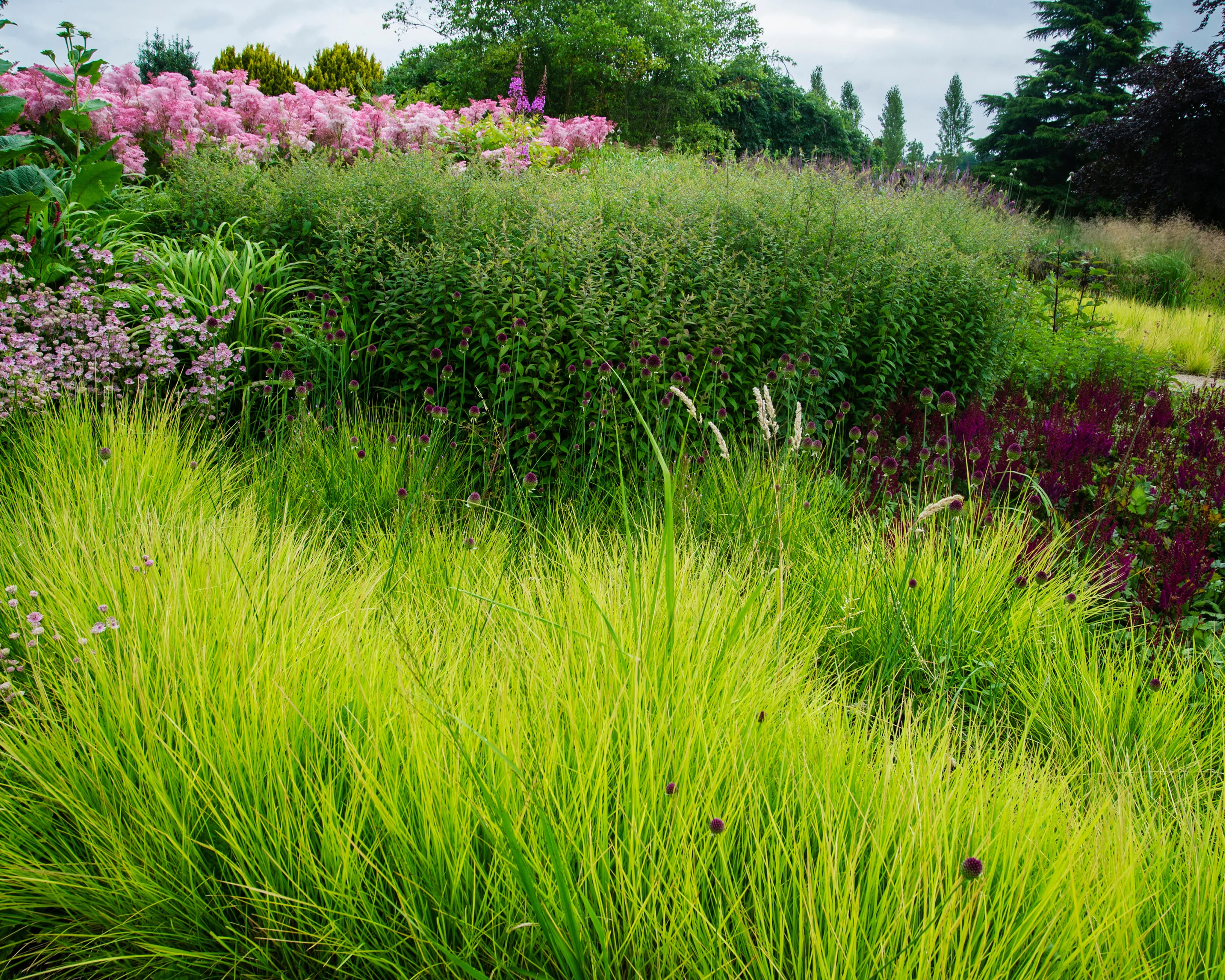 Sesleria autumnalis - Image 5