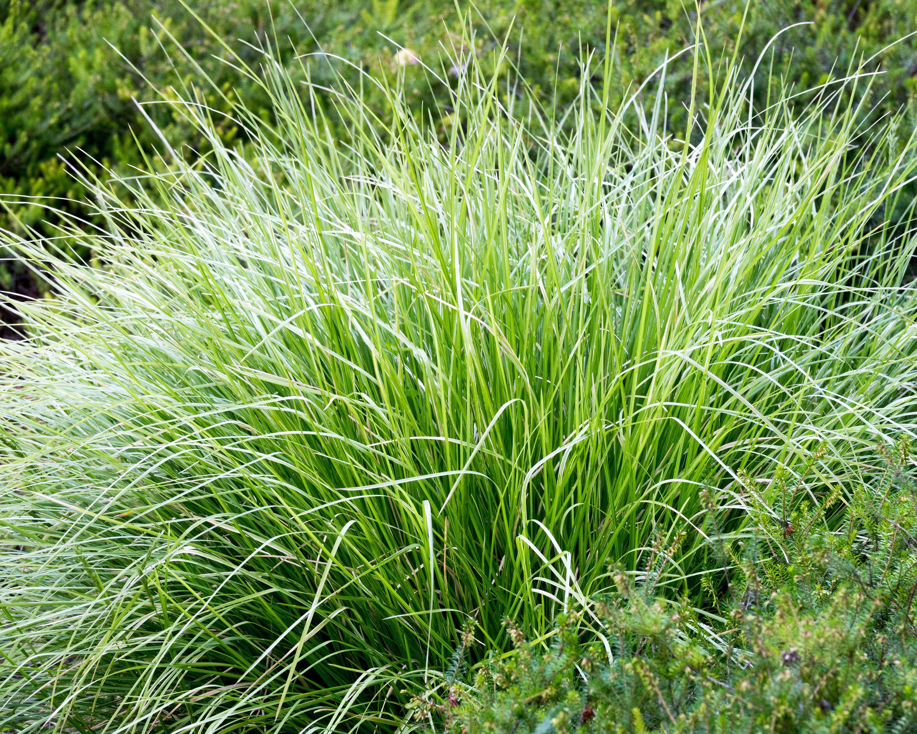 Sesleria autumnalis - Image 6