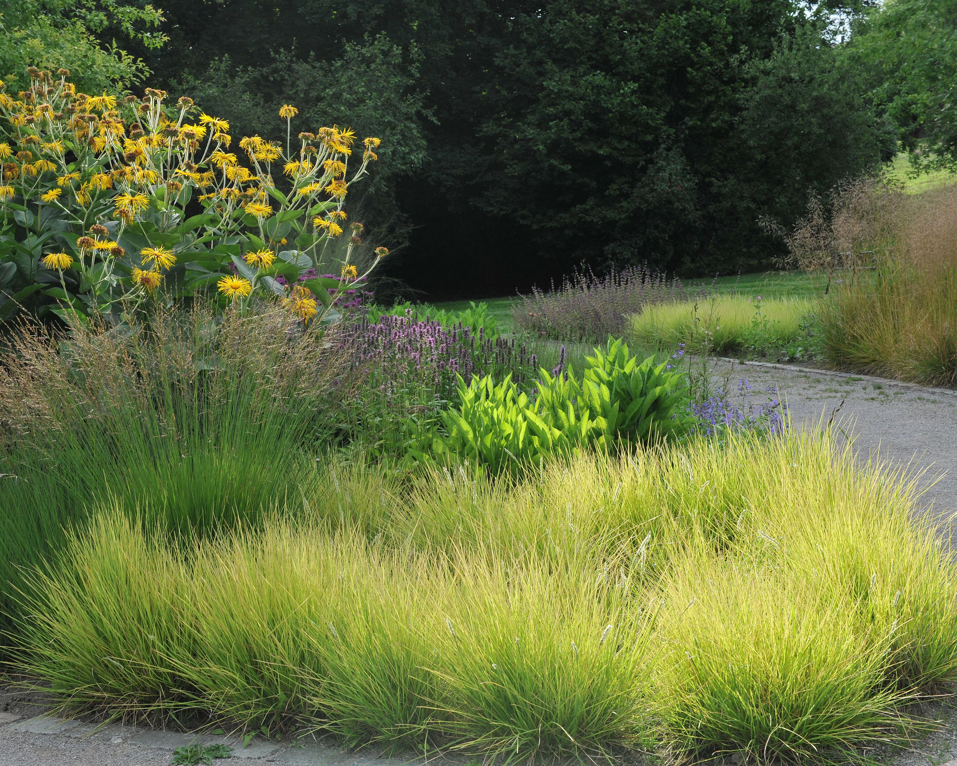 Sesleria autumnalis - Image 9