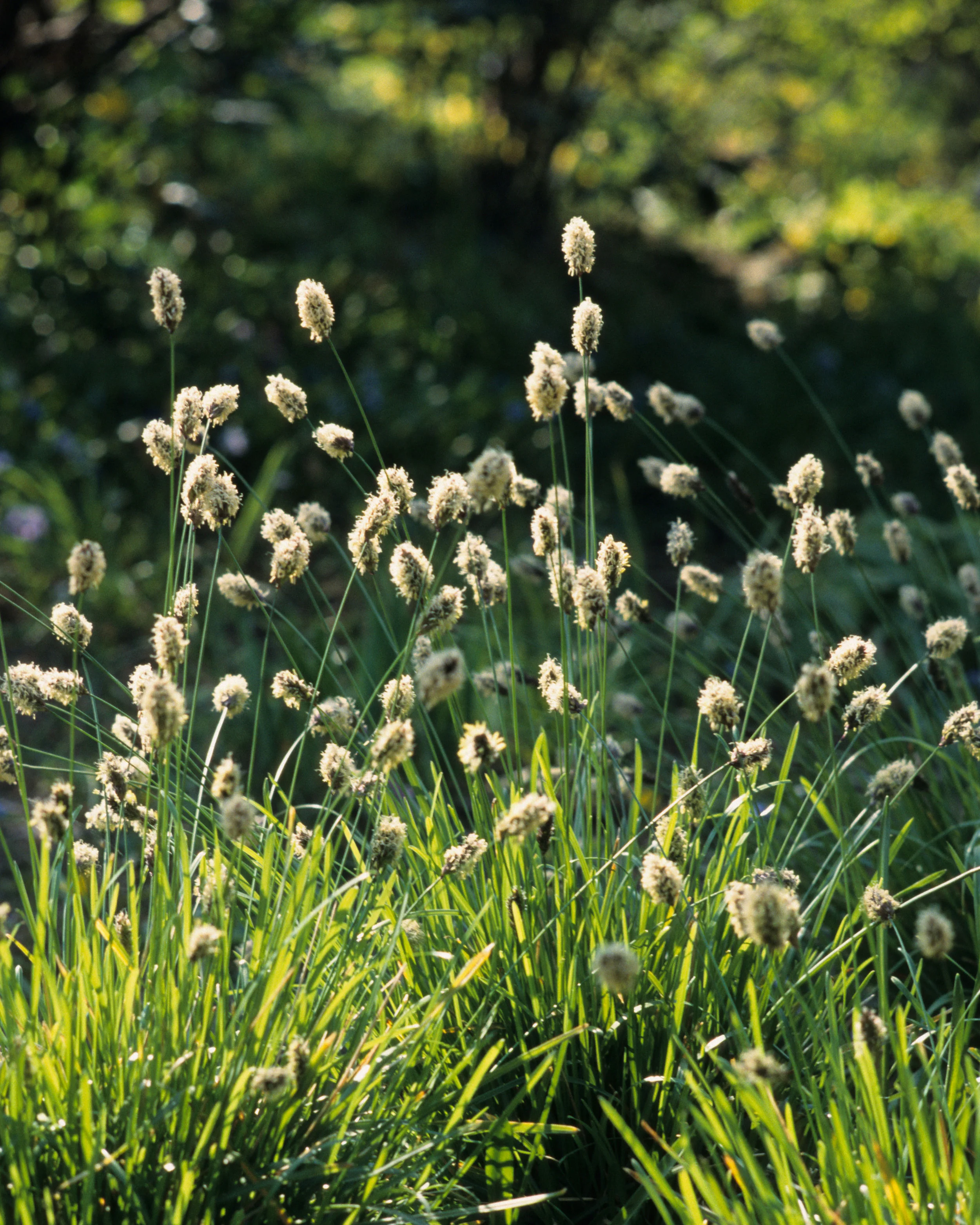 Sesleria heufleriana - Image 4