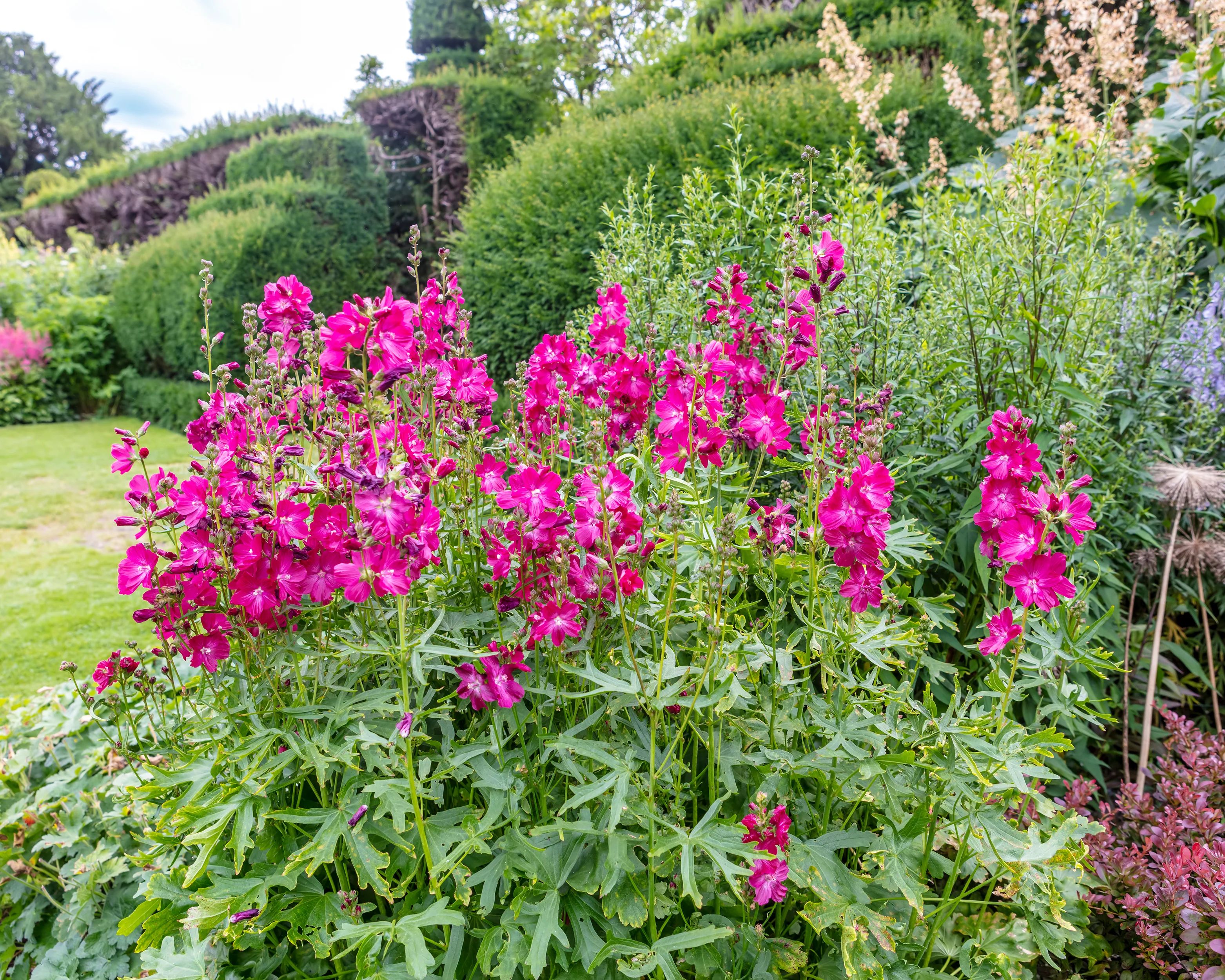 Sidalcea 'Candy Girl' - Image 3