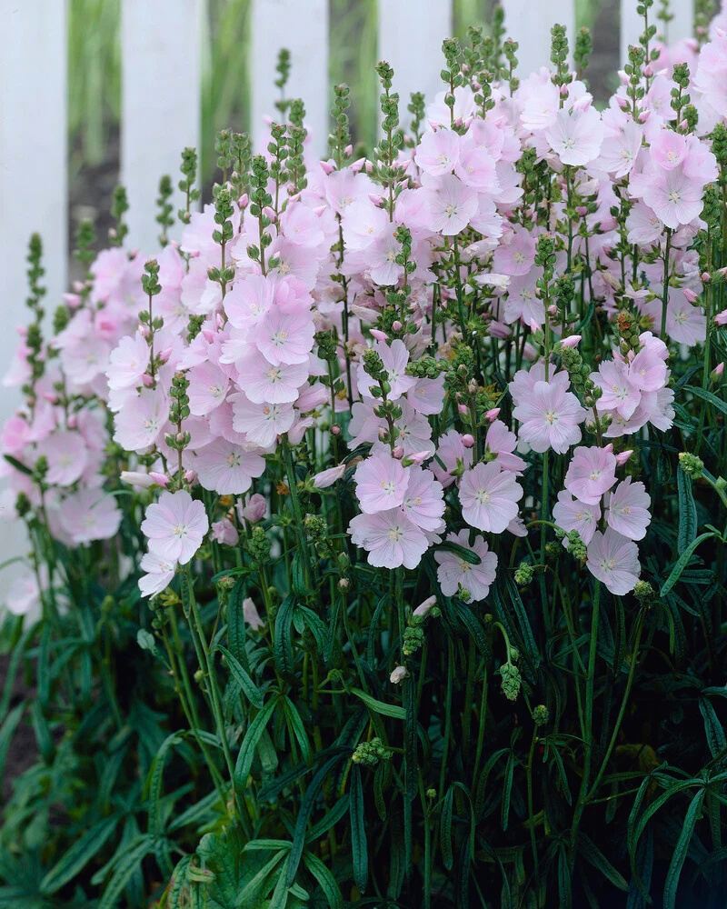 Sidalcea 'Little Princess' - Image 5