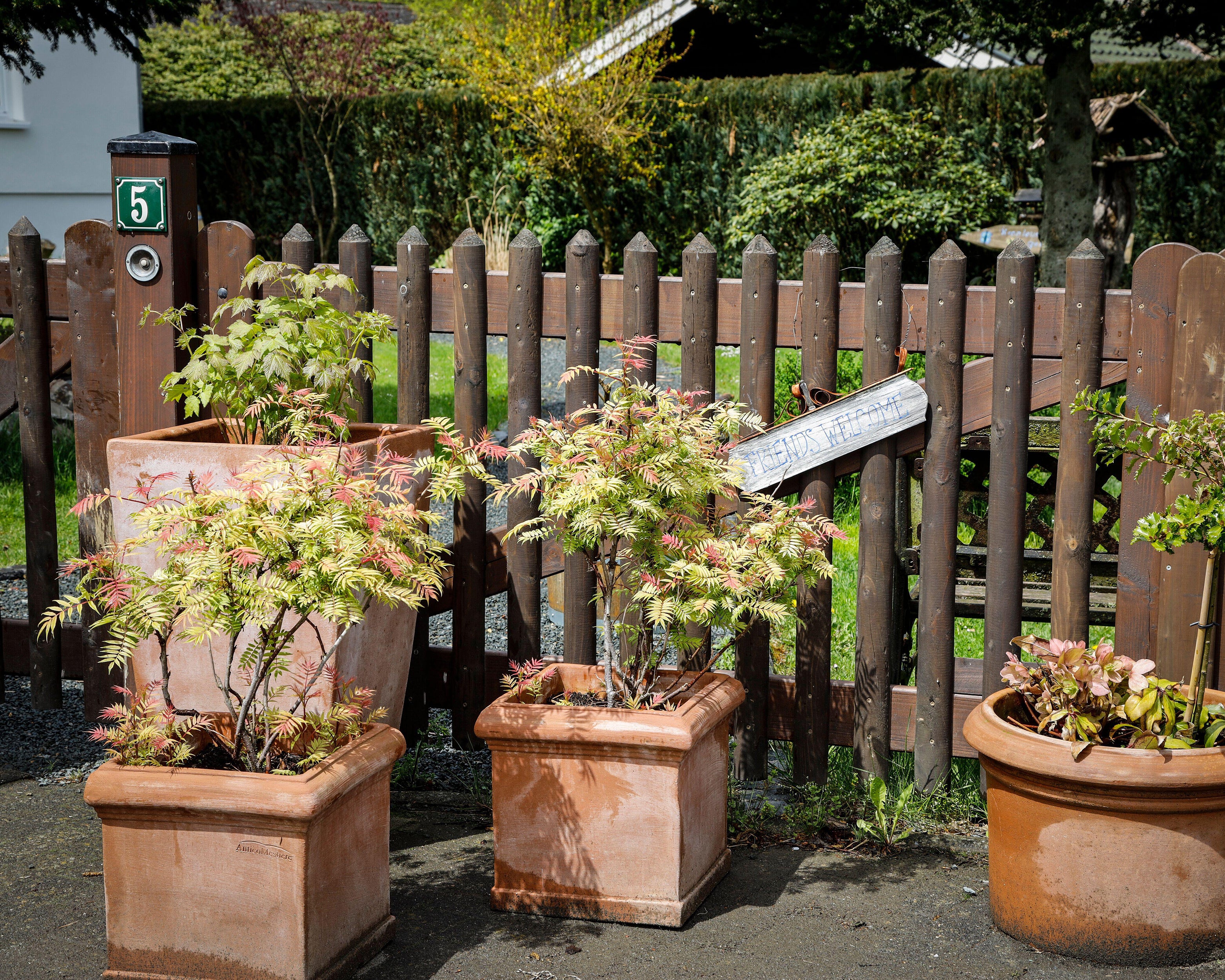 Sorbaria 'Sem' - Image 8