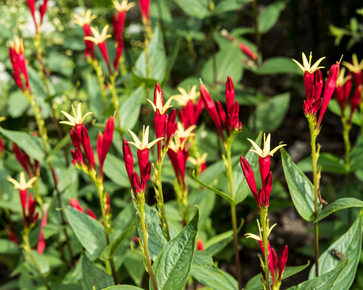 Spigelia 'Little Redhead' - Image 3