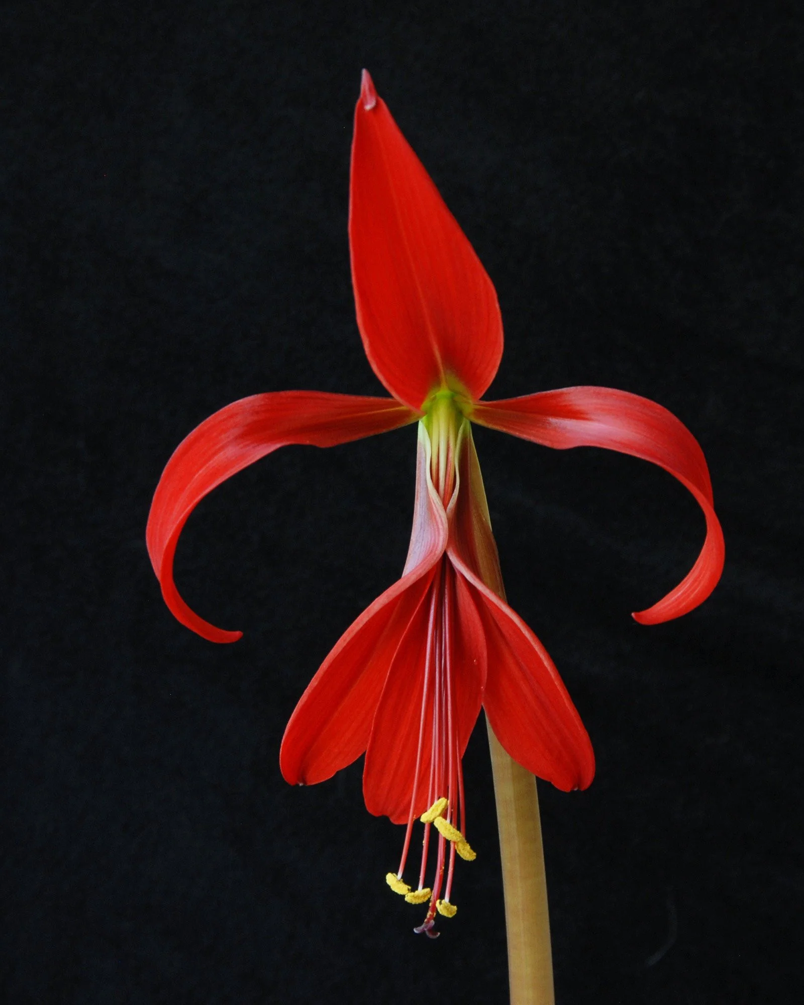 Sprekelia formosissima - Image 2