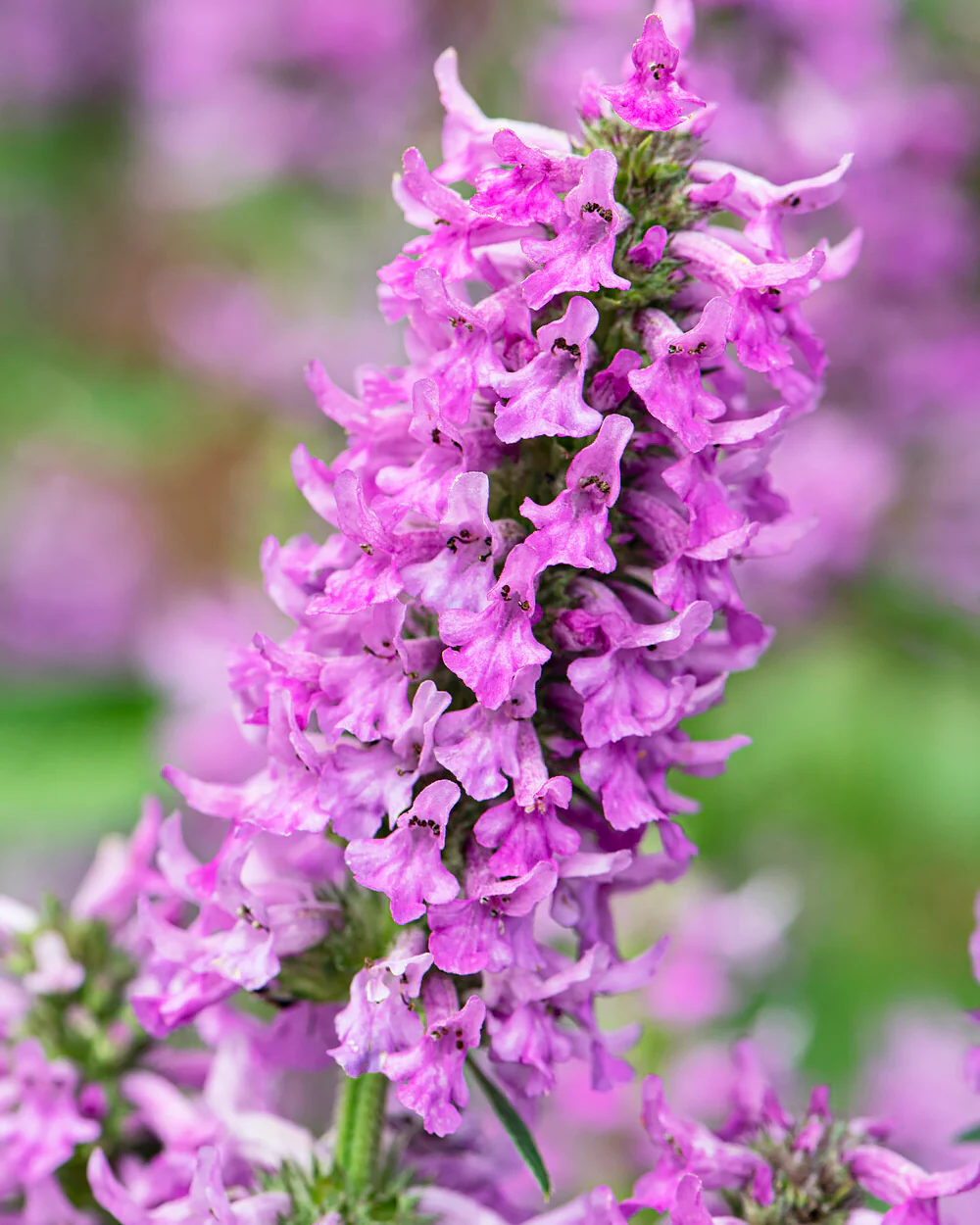 Stachys 'Summer Grapes' - Image 6