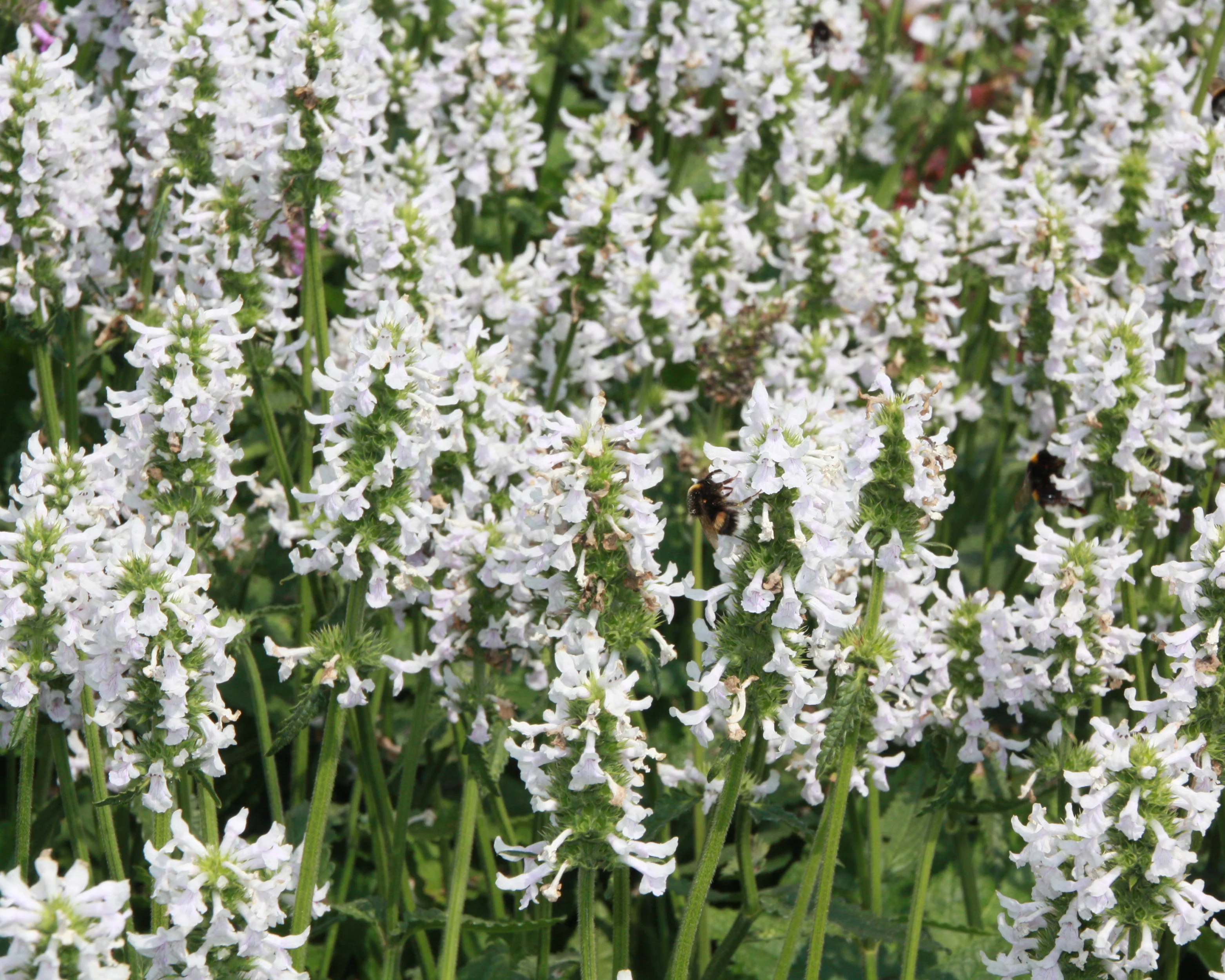 Stachys 'Summer Snowcone' - Image 3
