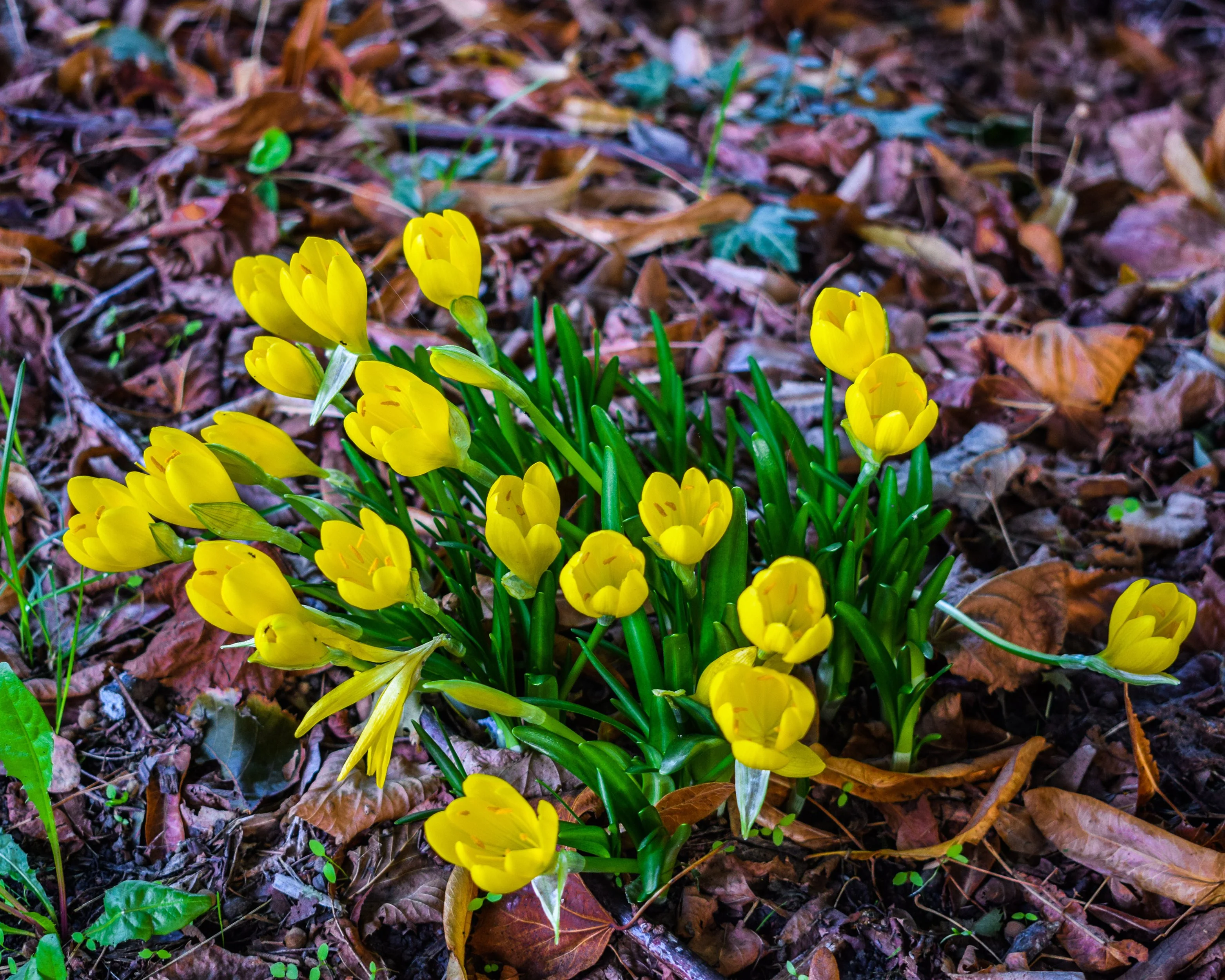 Sternbergia lutea - Image 2