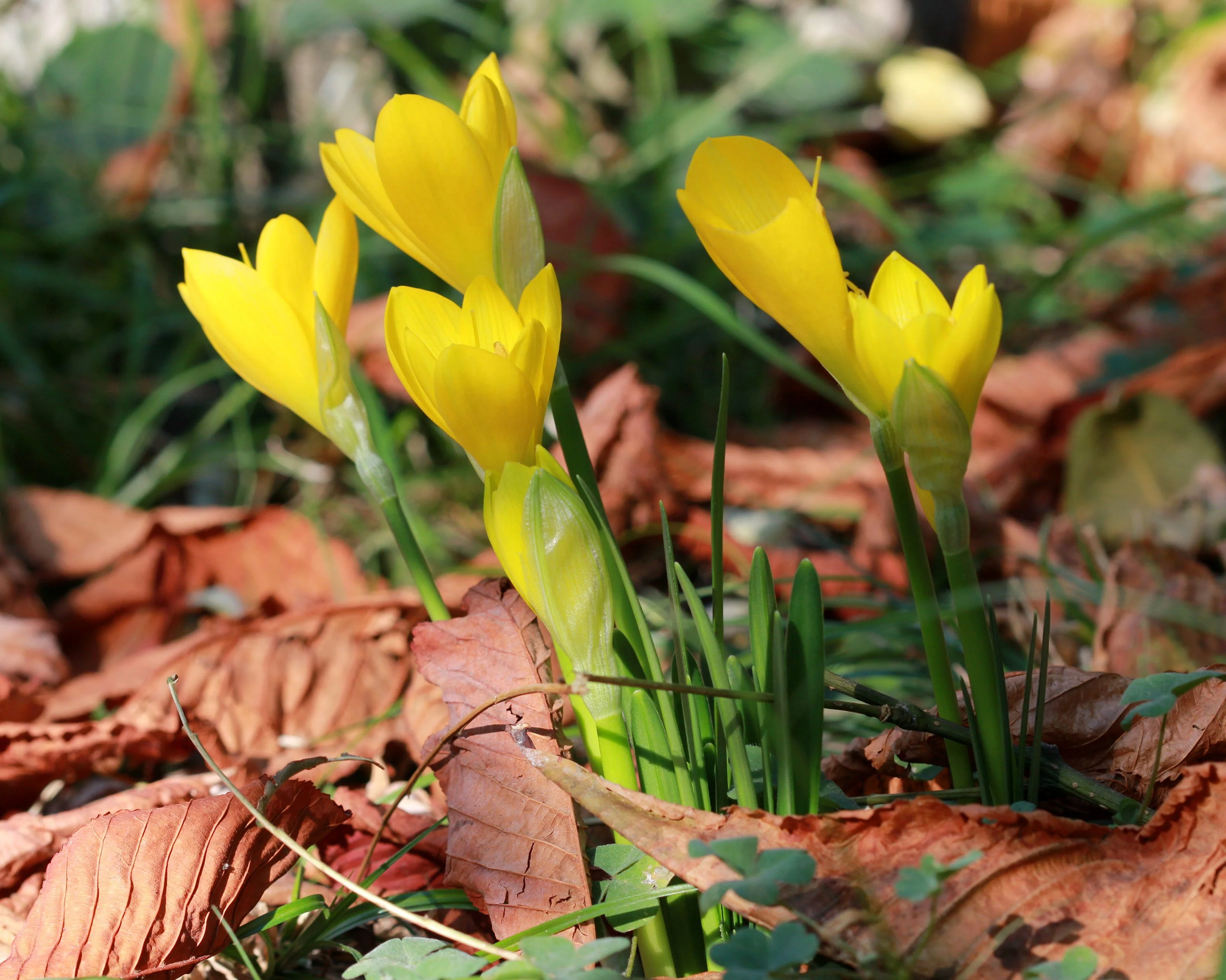 Sternbergia lutea - Image 3