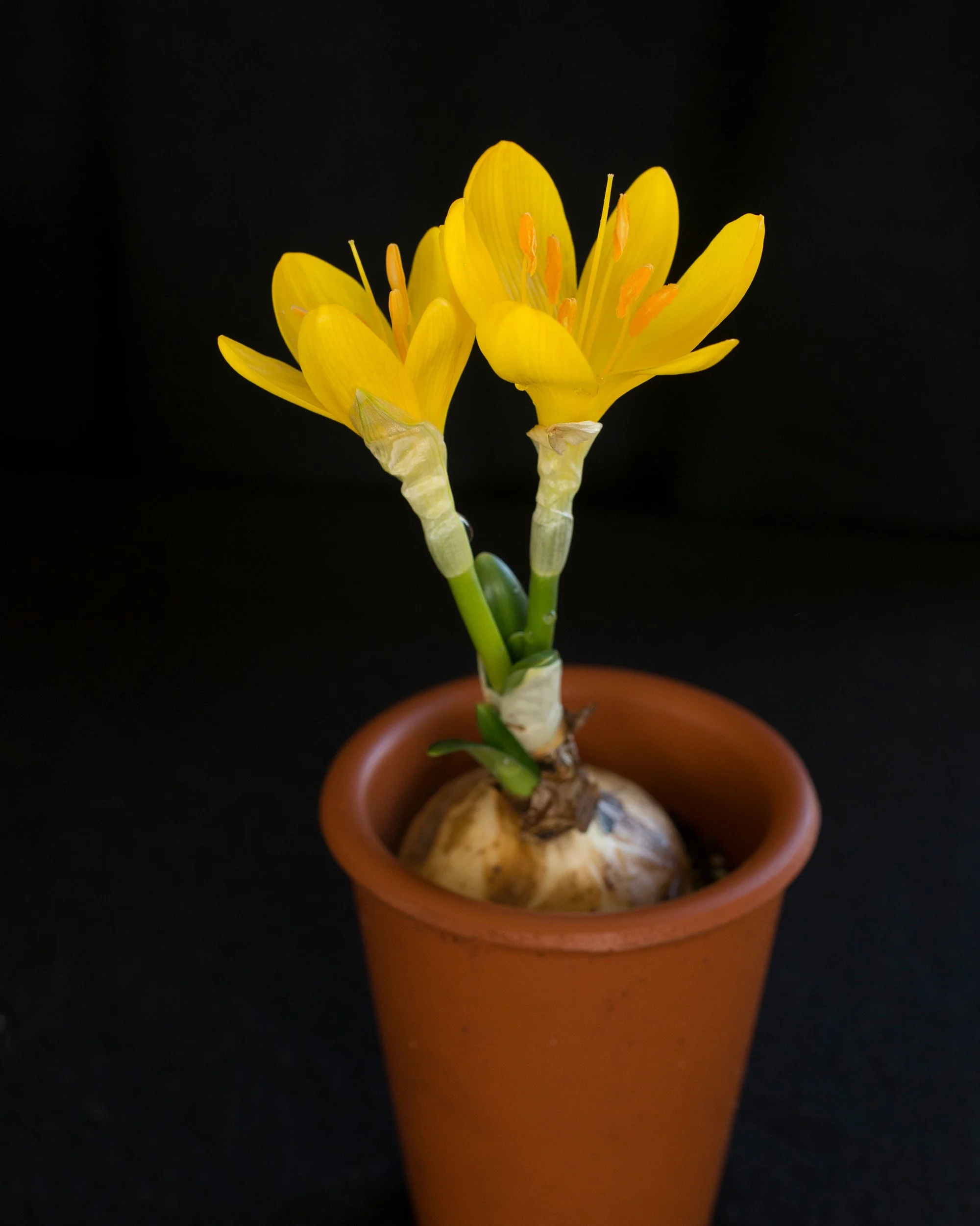 Sternbergia lutea - Image 4