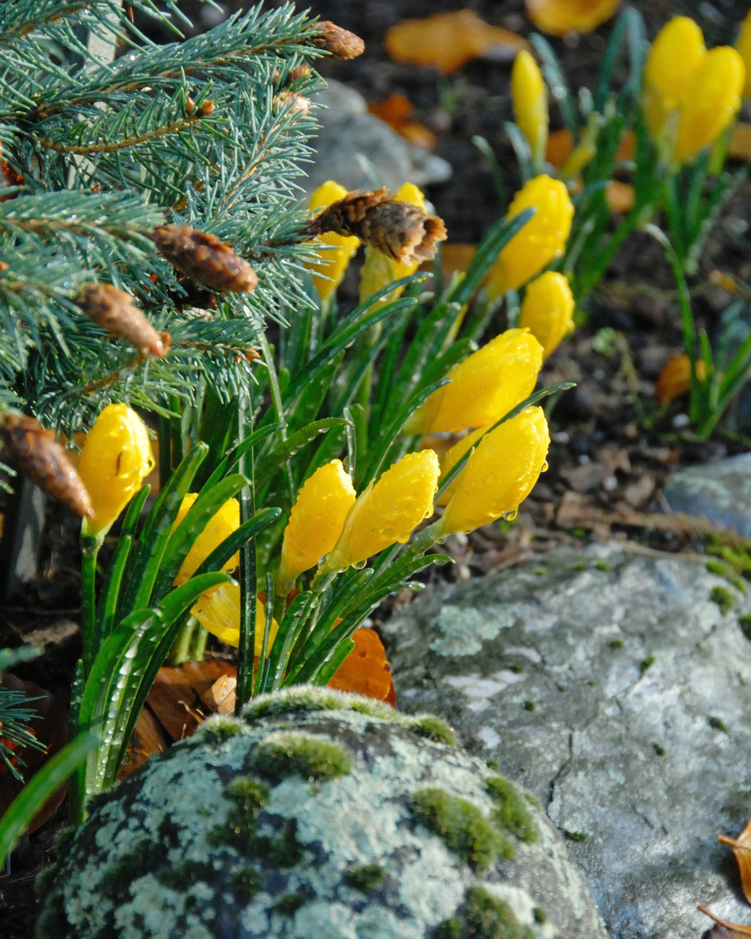 Sternbergia lutea - Image 6