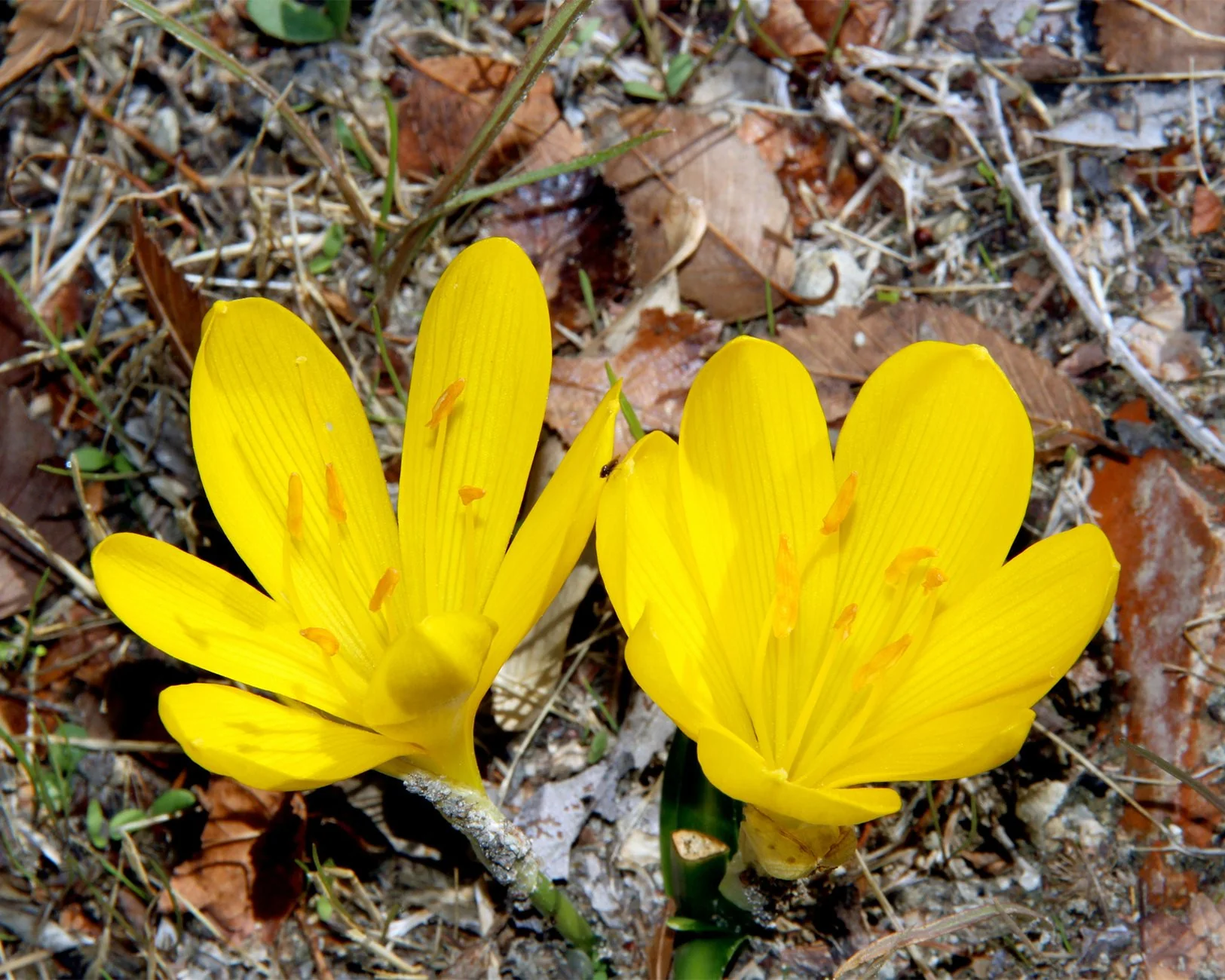 Sternbergia lutea - Image 7