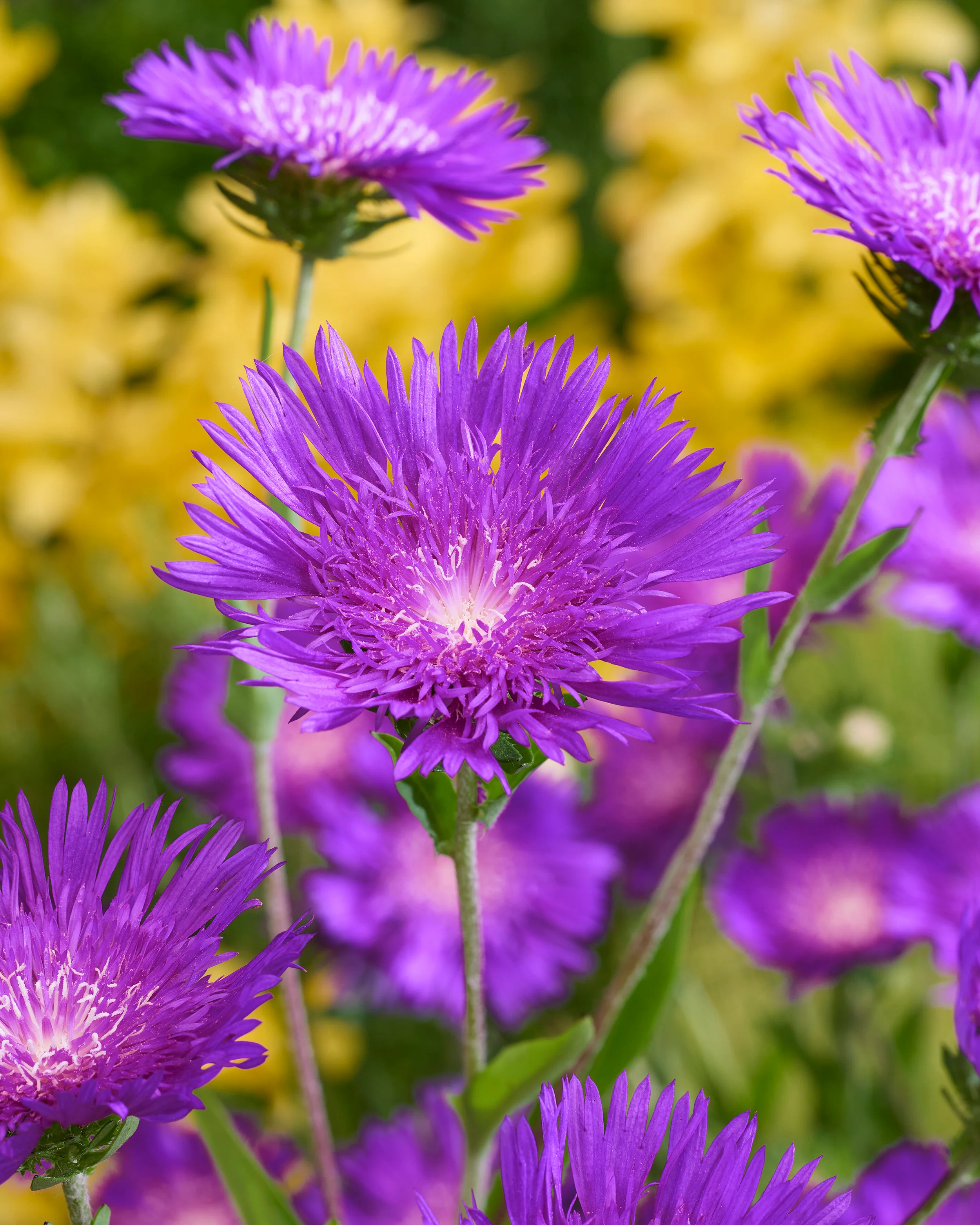 Stokesia 'Amethyst' - Image 3
