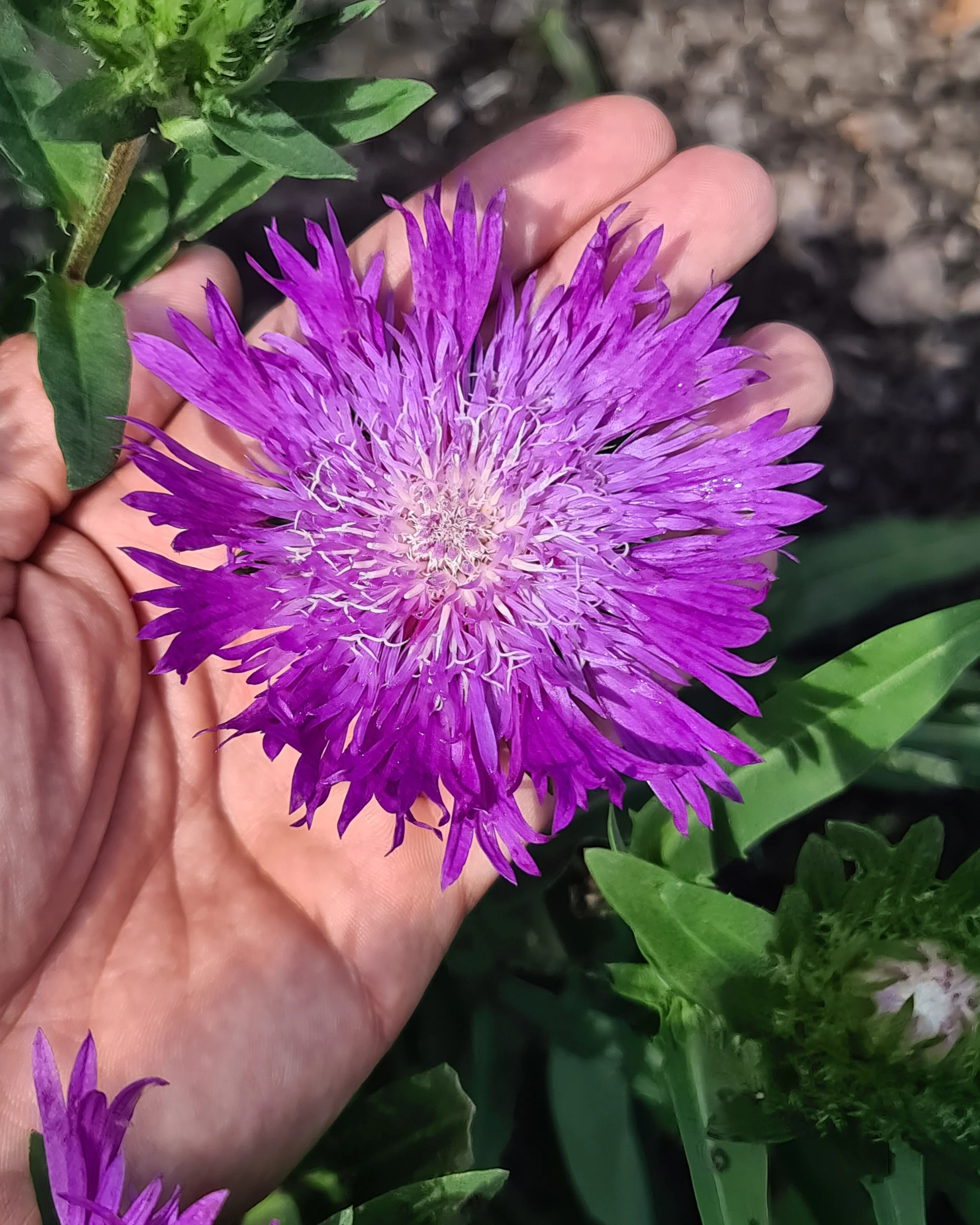 Stokesia 'Amethyst' - Image 5