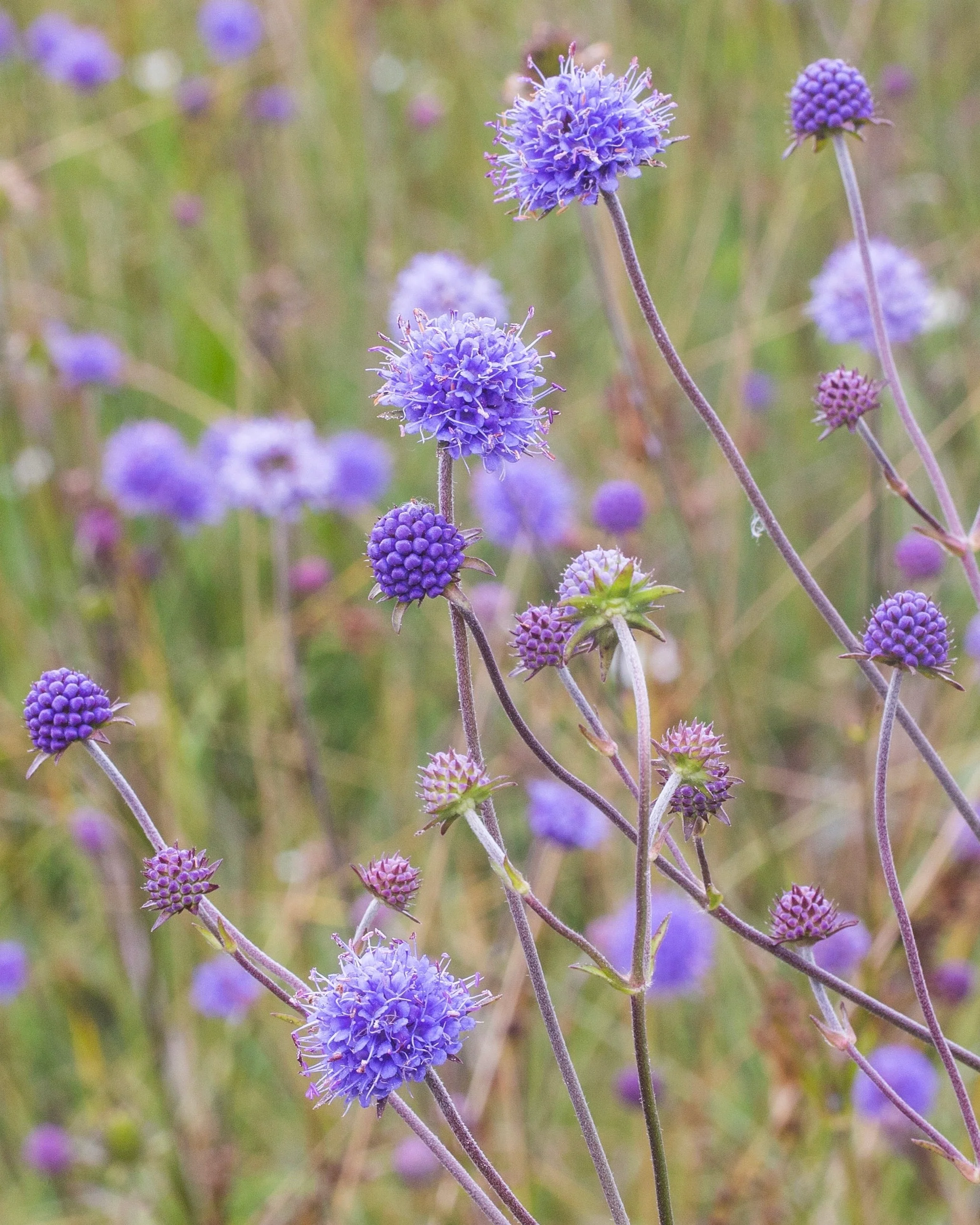 Succisa pratensis
