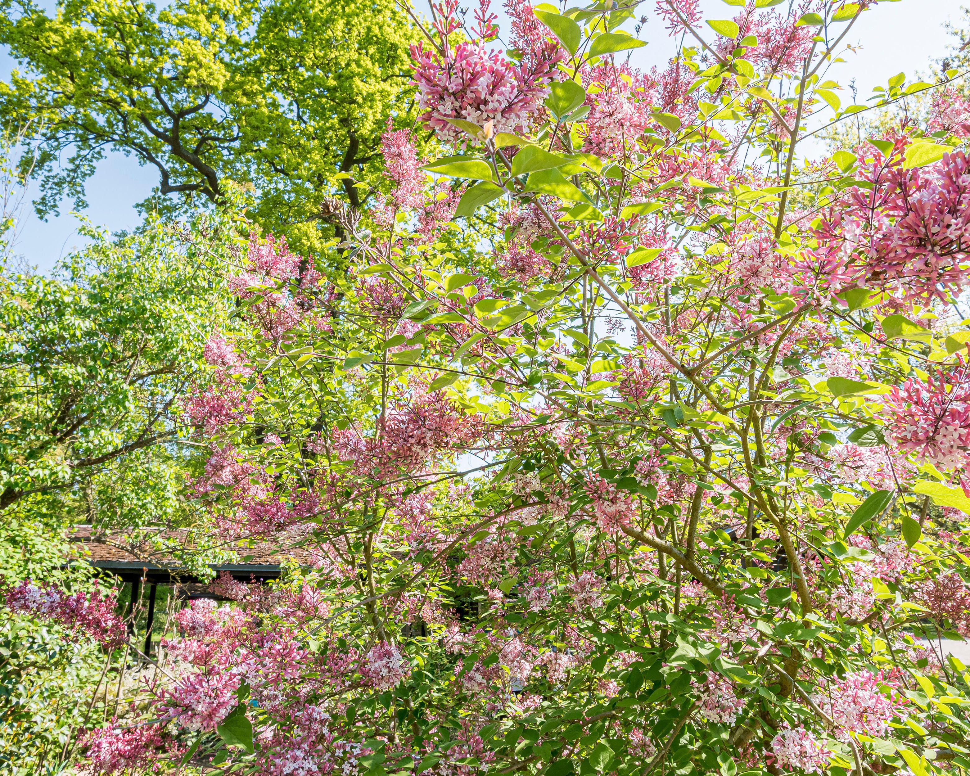 Syringa 'Superba' - Image 10