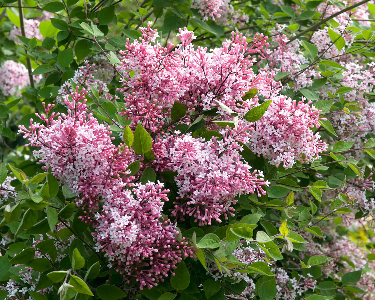 Syringa 'Superba' - Image 12