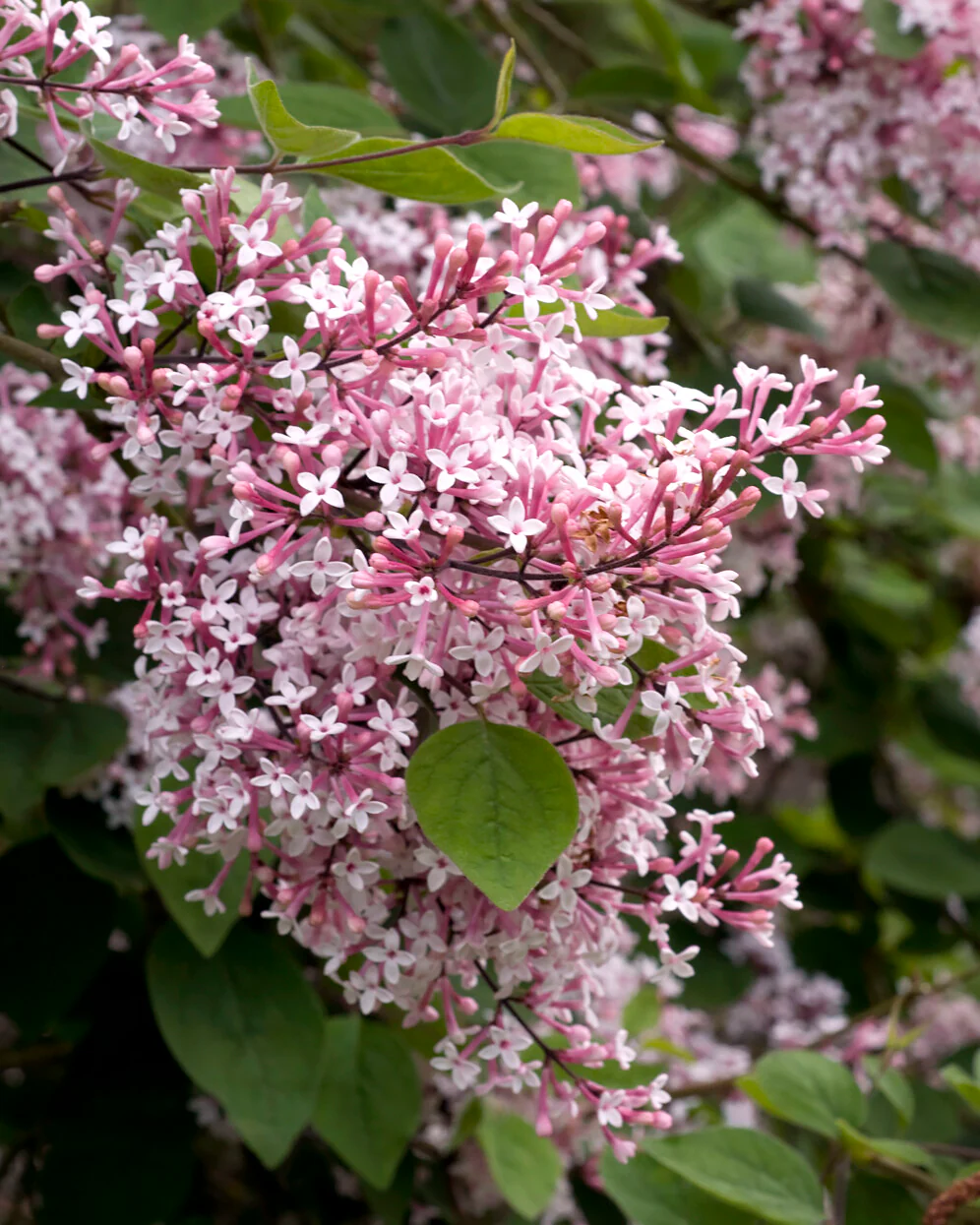 Syringa 'Superba' - Image 3
