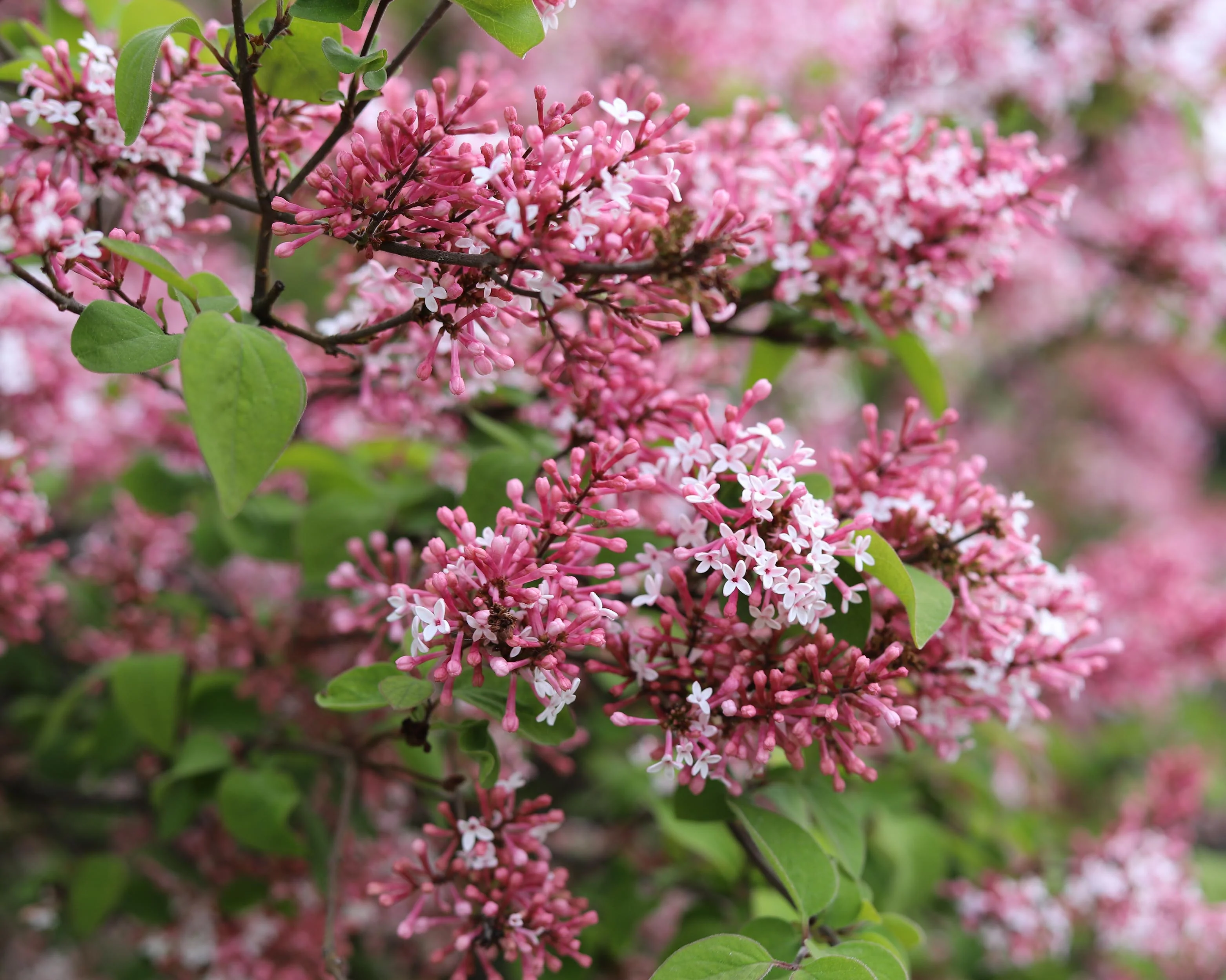 Syringa 'Superba' - Image 5
