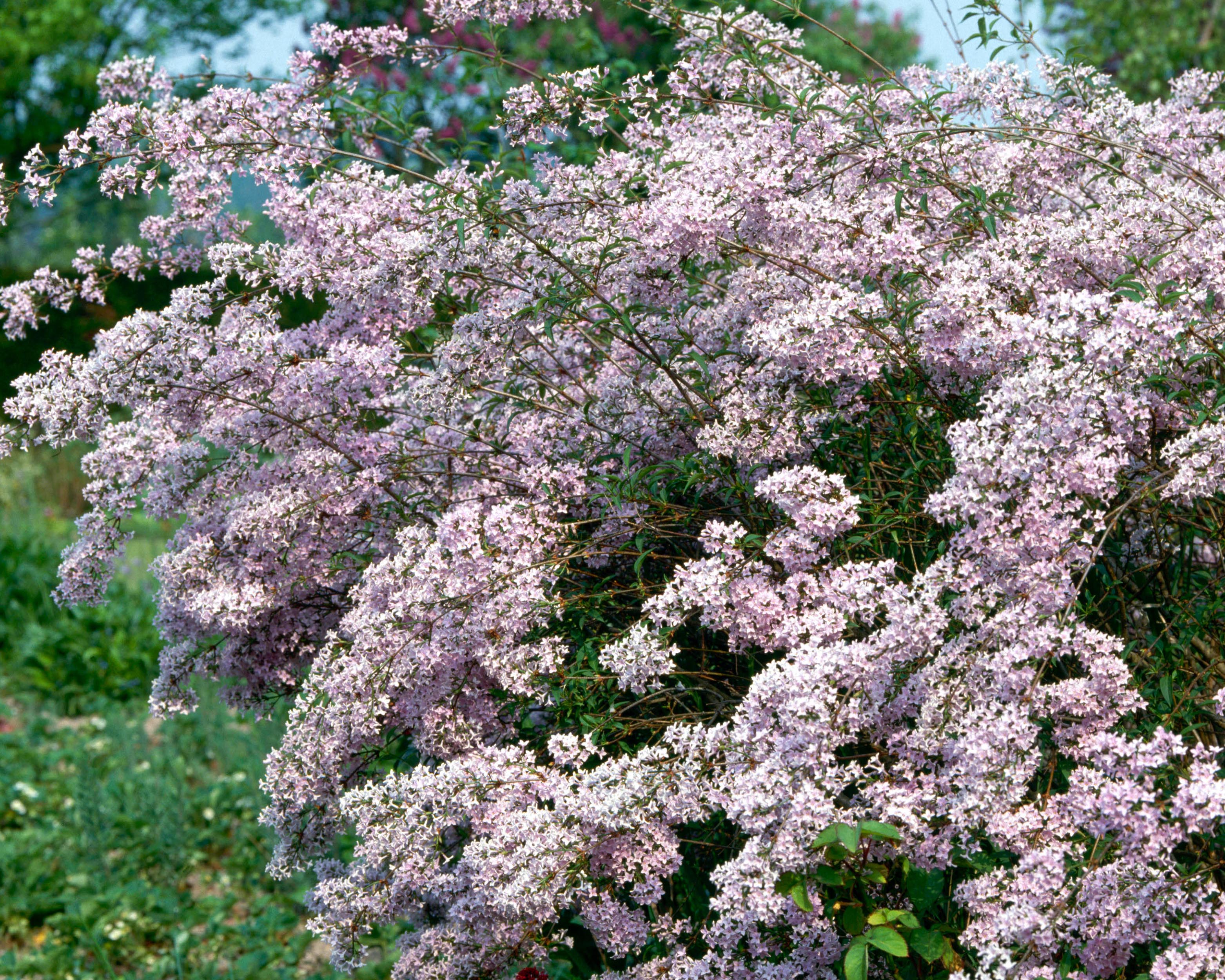Syringa 'Superba' - Image 6