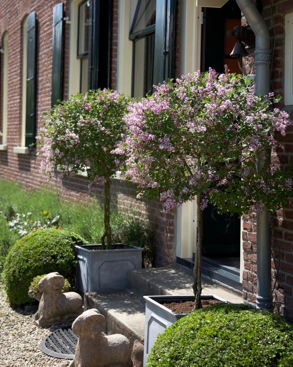 Syringa 'Superba' - Image 9