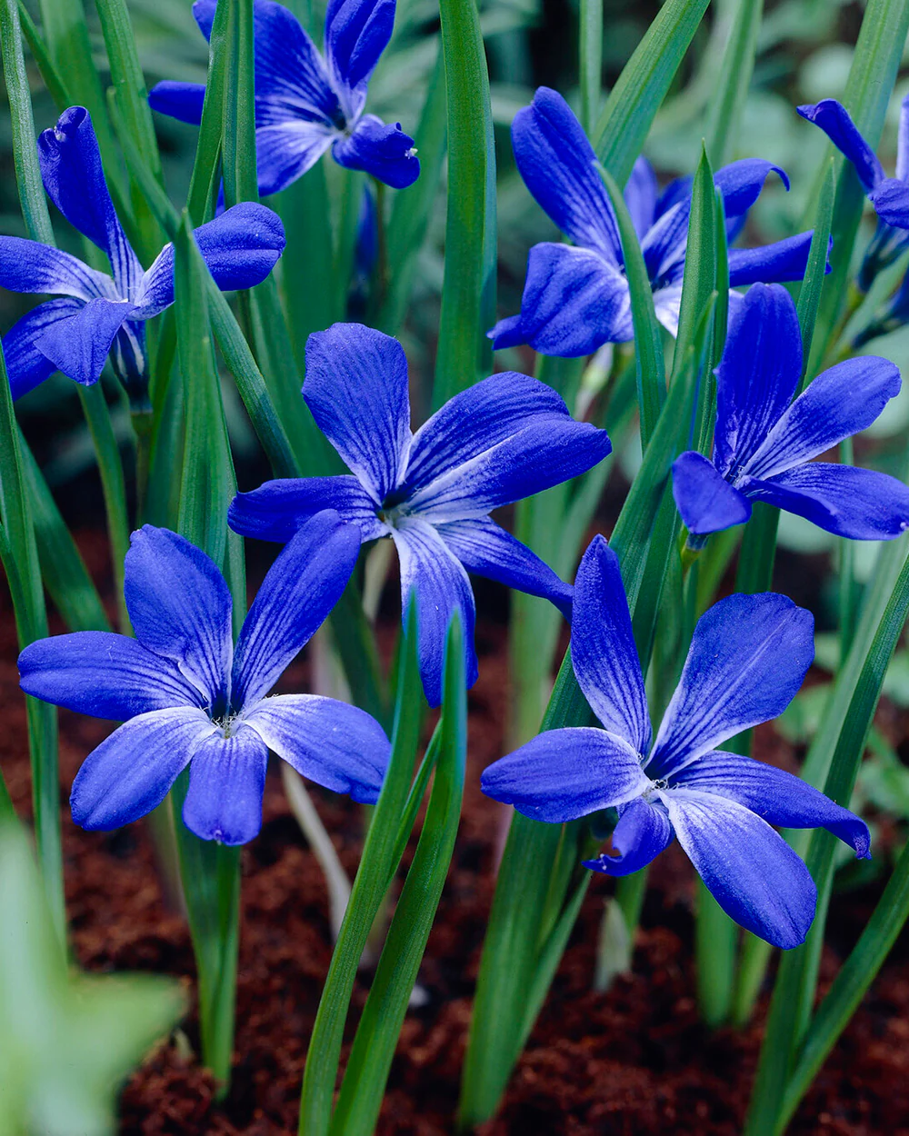 Tecophilaea cyanocrocus - Image 2