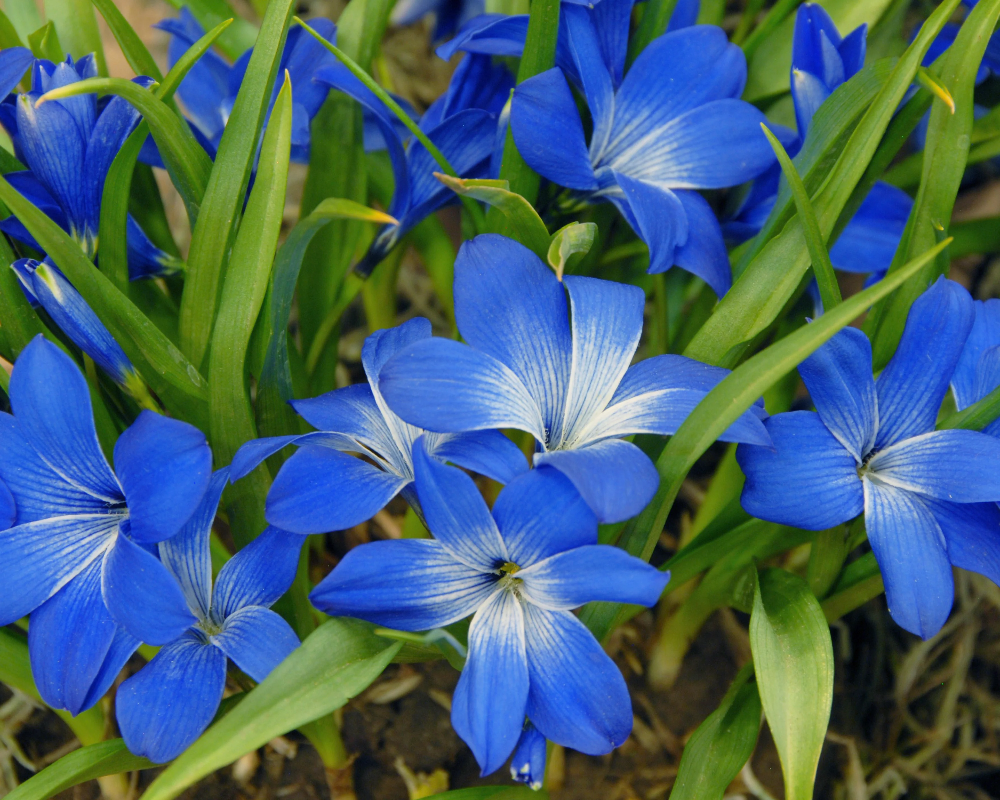 Tecophilaea cyanocrocus - Image 5