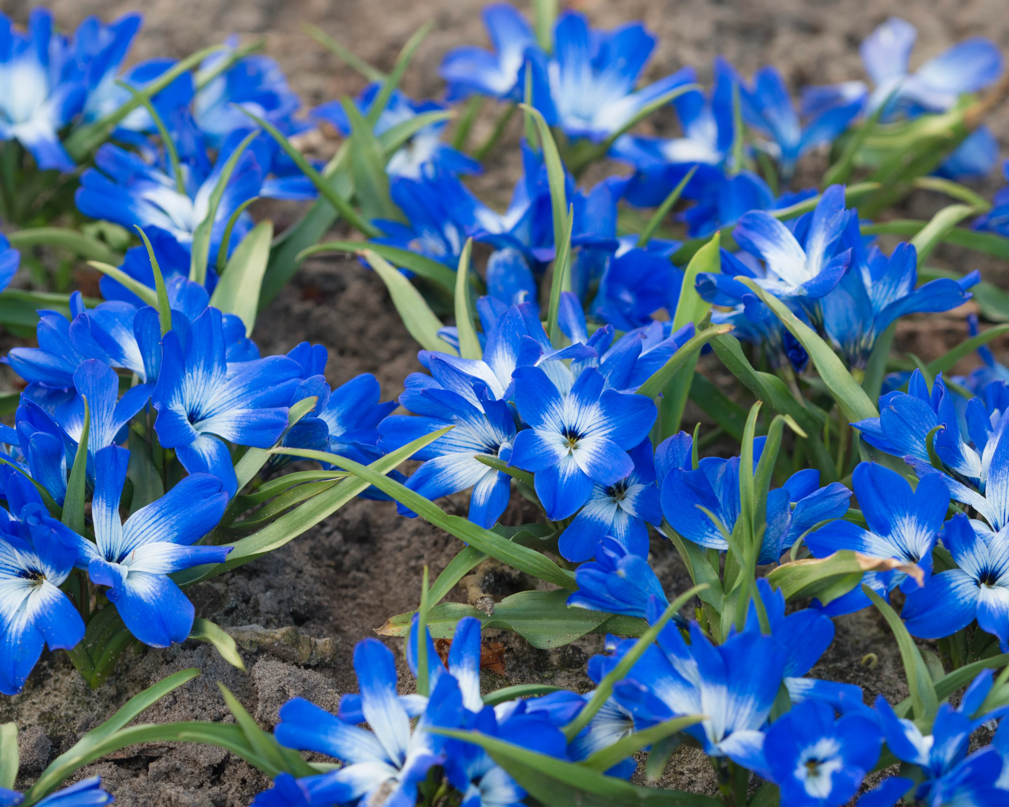 Tecophilaea cyanocrocus - Image 6