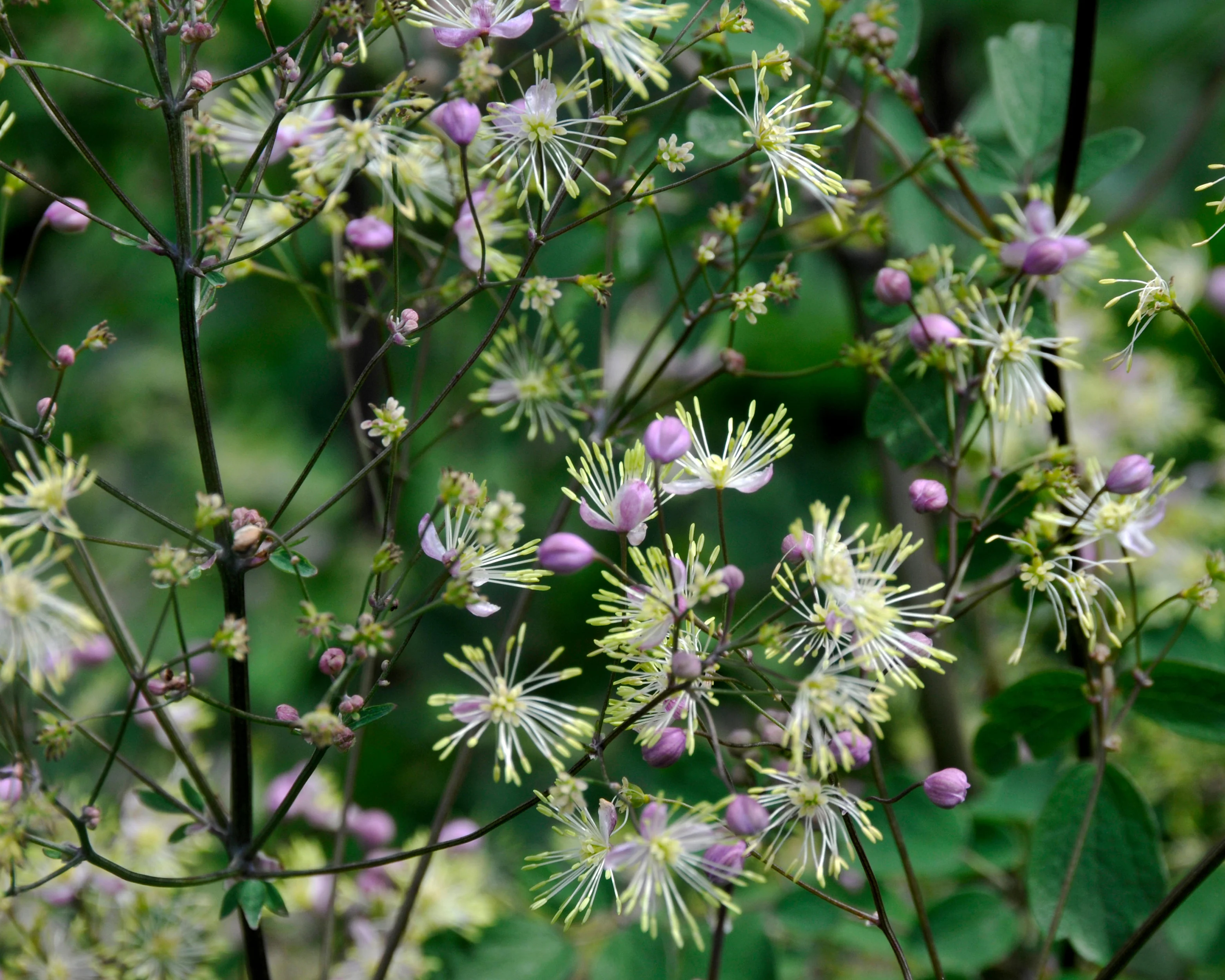 Thalictrum 'Anne' - Image 3
