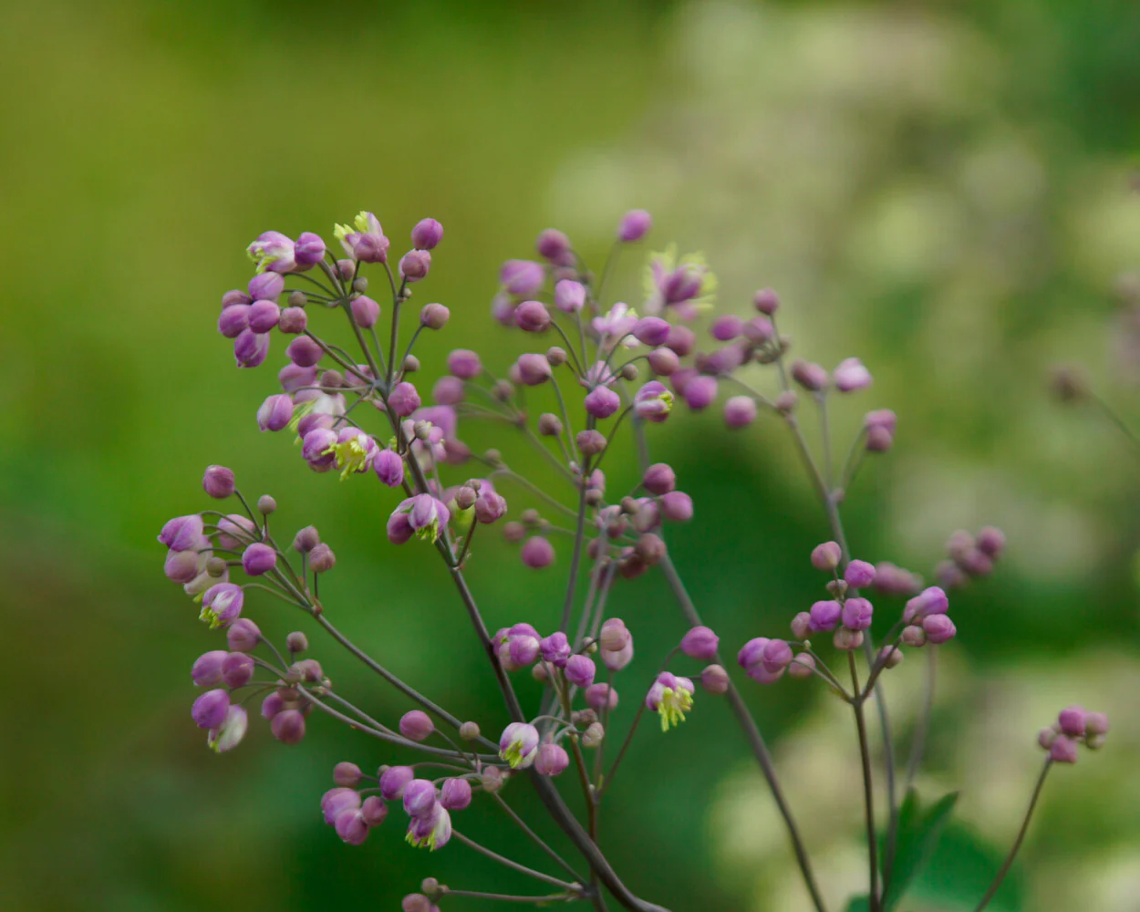Thalictrum 'Anne' - Image 5