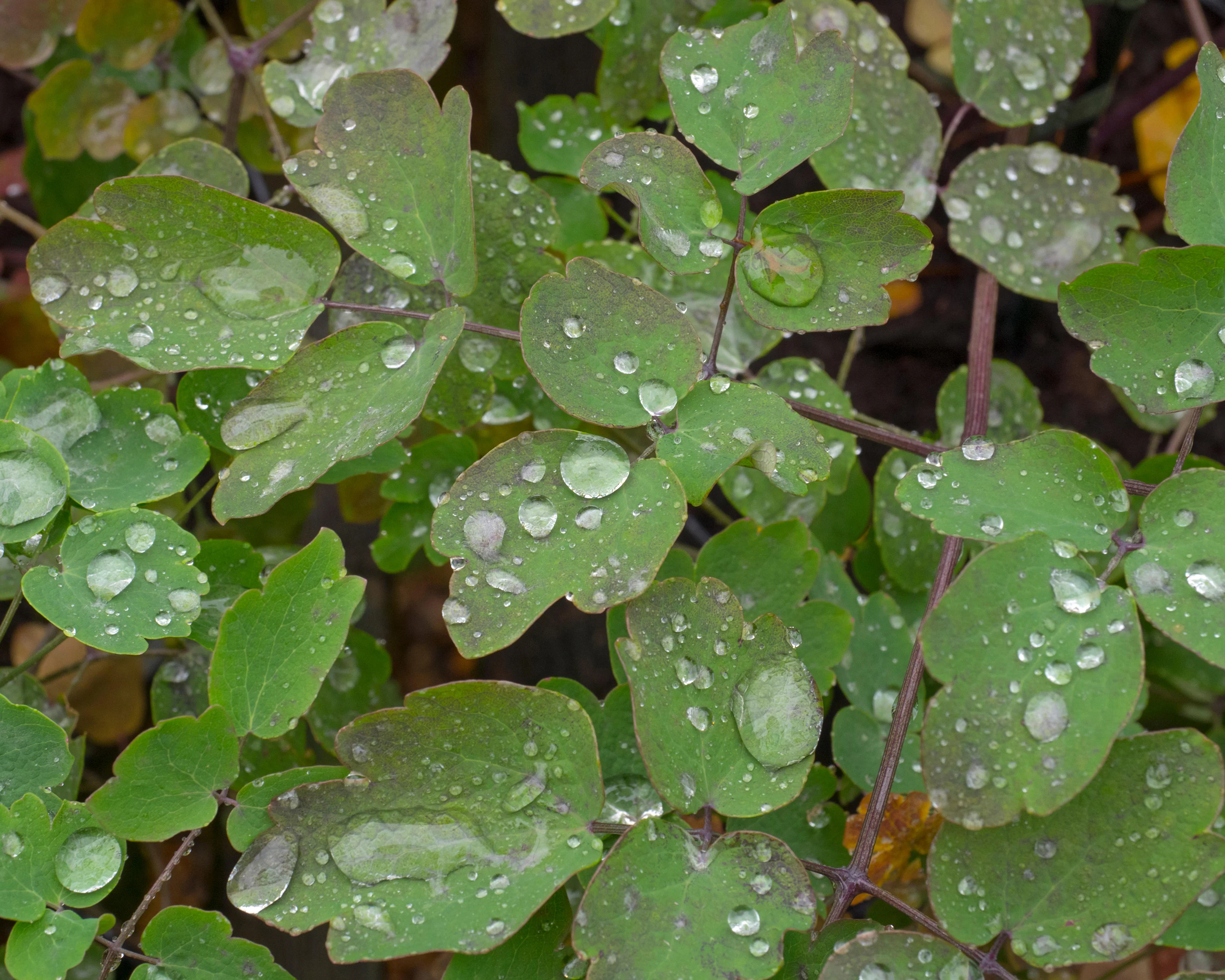Thalictrum 'Anne' - Image 7