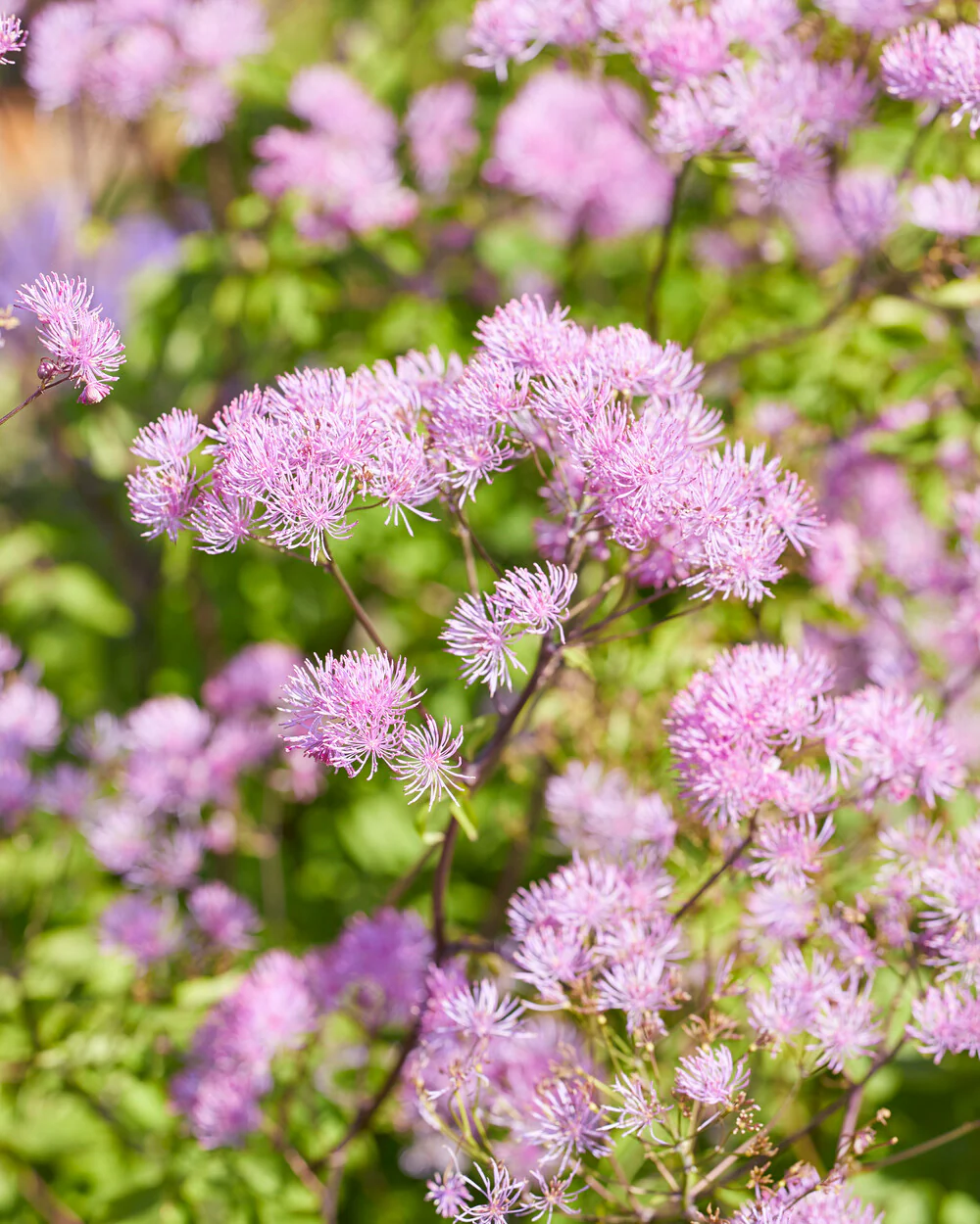 Thalictrum 'Black Stockings' - Image 2